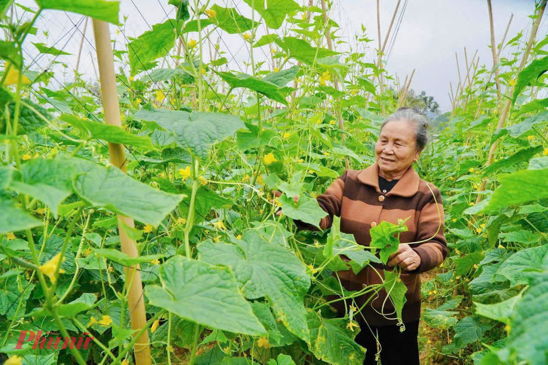 Nhiều tháng sau trận lũ lịch sử, bãi bồi rộng hàng chục ha dọc sông Con ở xã Nghĩa Hành (tỉnh Nghệ An) đã phủ xanh các loại rau màu. Ông Nguyễn Xuân Nam - Chủ tịch UBND xã Nghĩa Hành - cho biết, ngay khi nước rút, địa phương đã huy động lực lượng phối hợp với quân đội sửa chữa hệ thống kênh mương, tạo điều kiện cho người dân xuống giống vụ rau phục vụ thị trường tết. “Lượng phù sa lớn sau lũ giúp cây trồng phát triển tốt, nhiều diện tích cho thu hoạch dịp tết giúp người dân có thêm khoản để chi tiêu tết” - ông Nam nói.