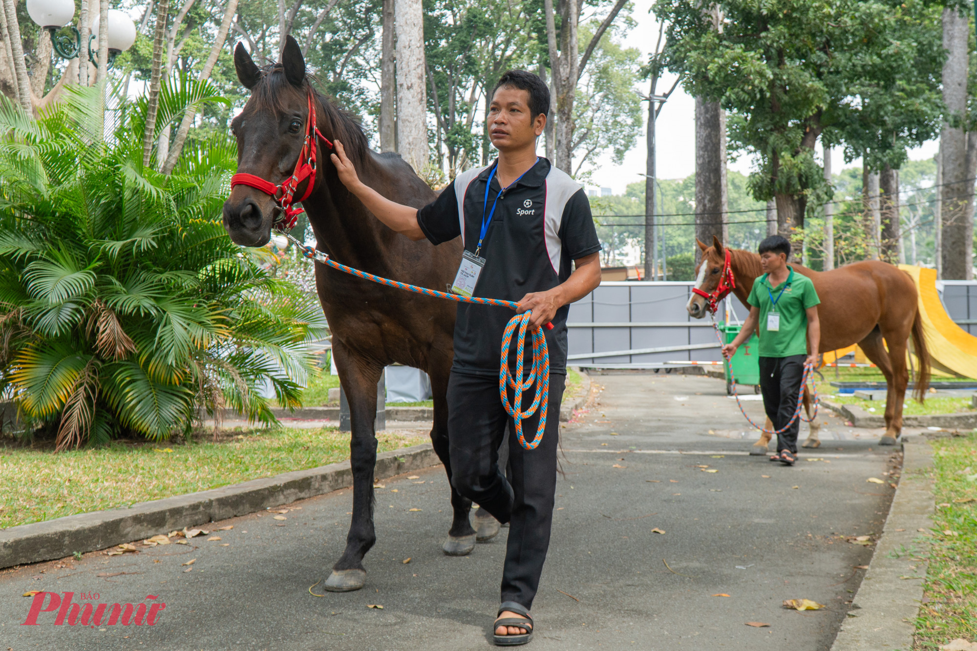 Để chuẩn bị cho các tiết mục trình diễn, các VĐV đua ngựa cùng 8 chú ngựa thuần chủng đến từ Úc đã di chuyển đến TPHCM từ nhiều ngày trước đó.