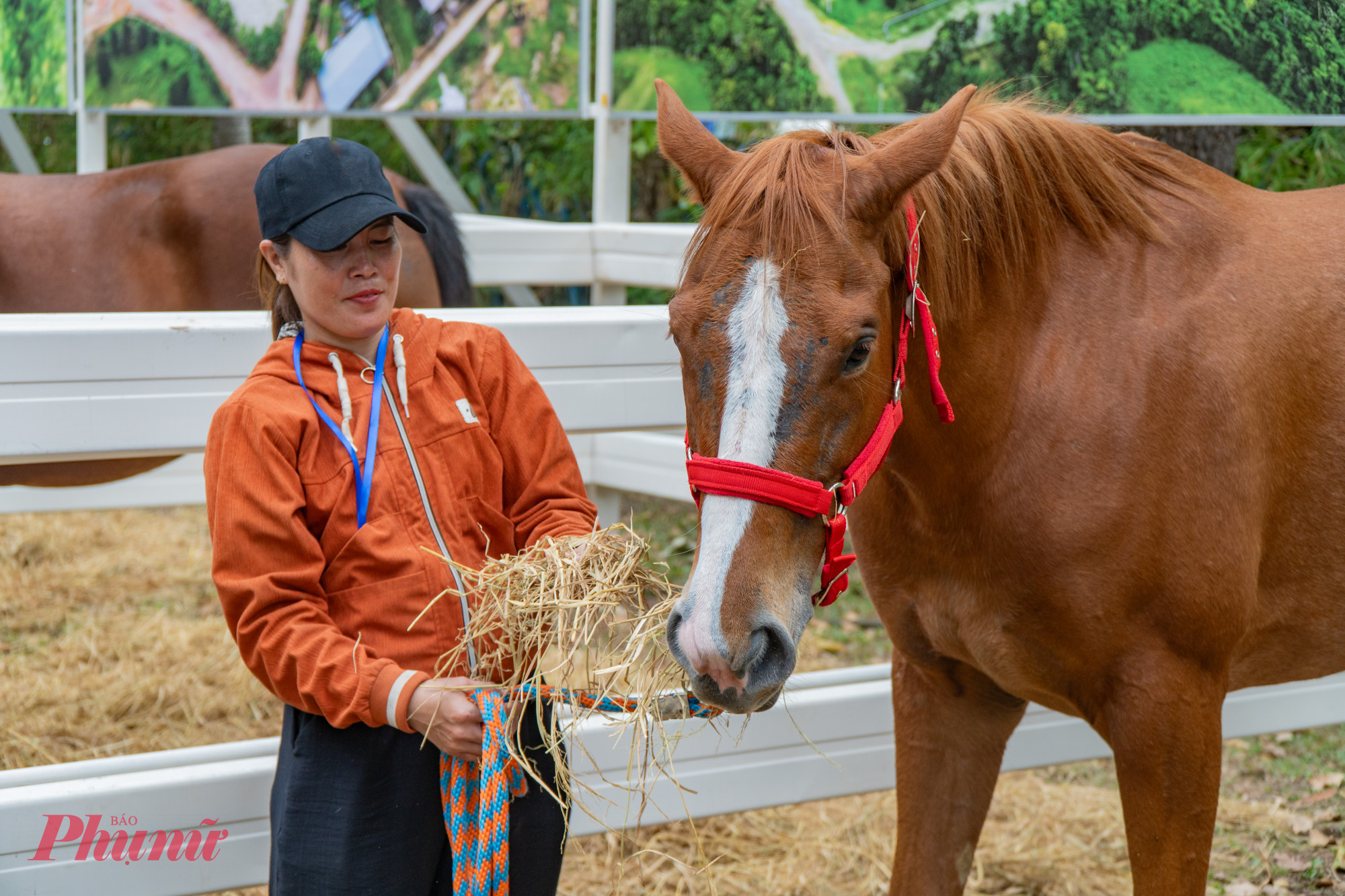 Theo ông Phú Sơn (PGĐ Công ty CP đua ngựa Thiên Mã Madagui) cho biết, những chú ngựa chúng tôi mang đến TPHCM trình diễn có một số con đã từng thi đấu quốc tế. Giống ngựa này con nhỏ nhất tầm 1m57 và tất cả đều có sức khỏe rất tốt.