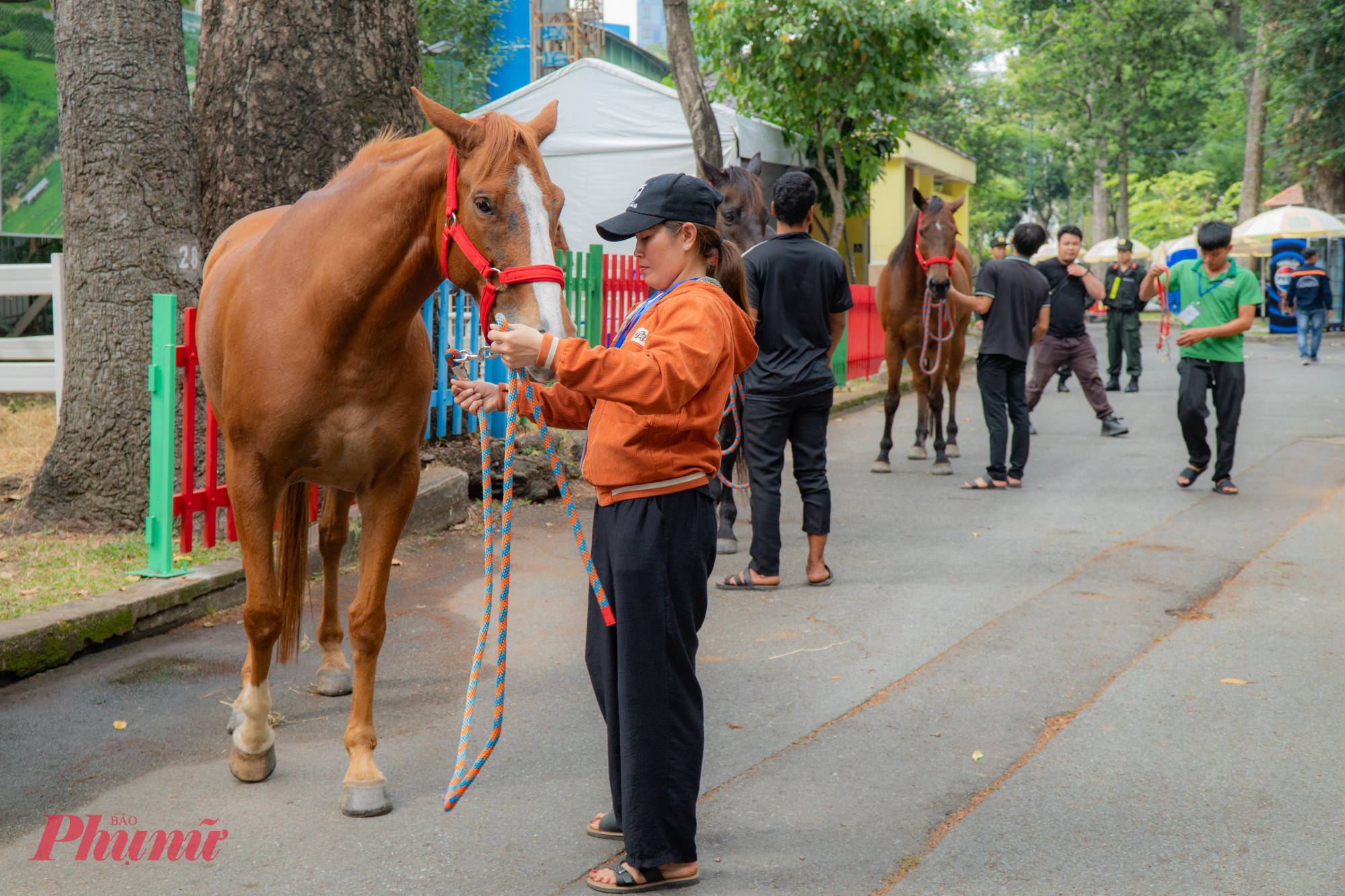 Bên cạnh các tiết mục văn hóa nghệ thuật, Hội hoa xuân năm nay còn có màn trình diễn của các chú ngựa đến từ tỉnh Lâm Đồng.