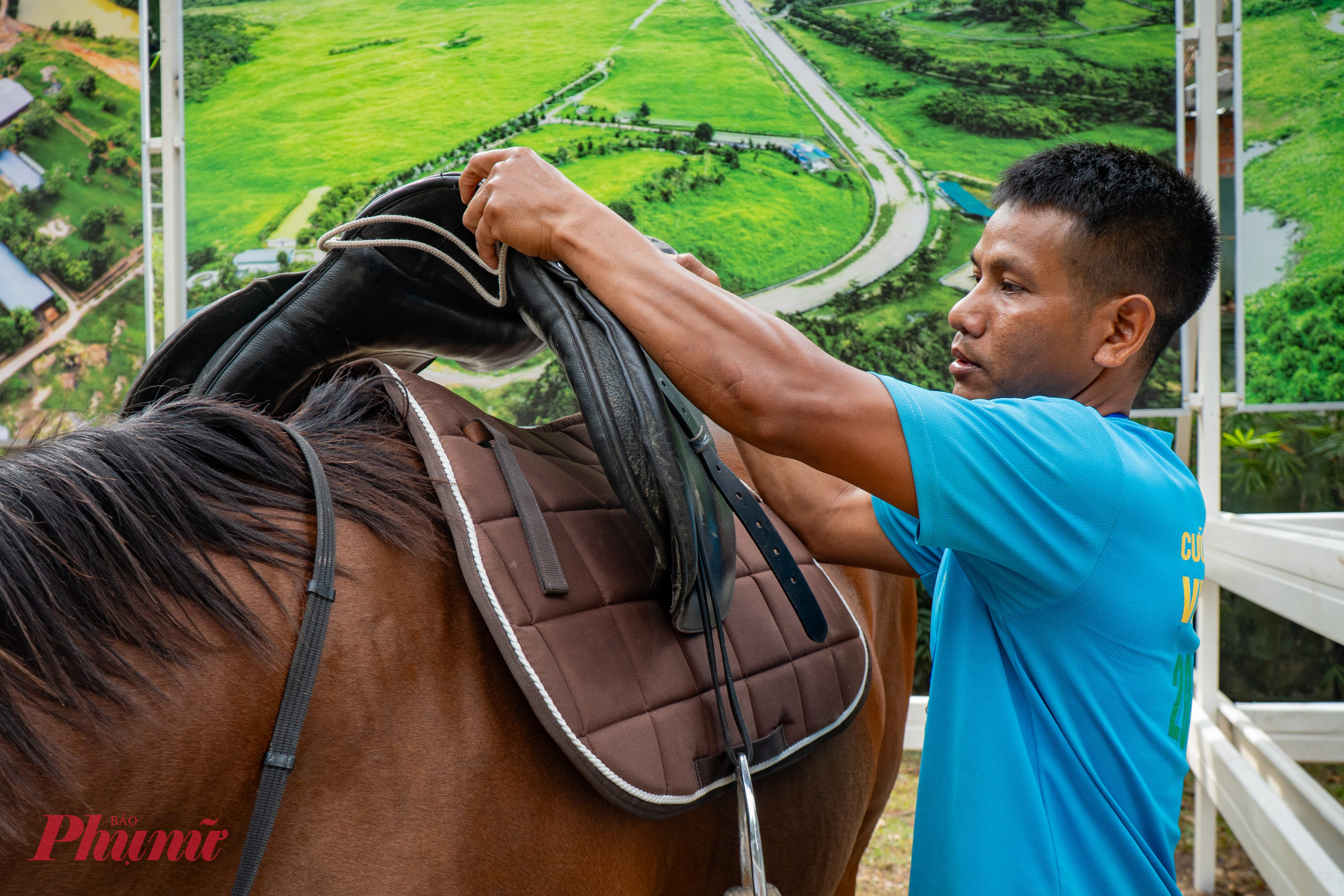Sau khi gắn hàm thiếc, các chú ngựa sẽ được phủ lên lưng tấm lót yên rồi sau đó mới được lắp yên ngựa cùng với dây đai và bàn đạp.
