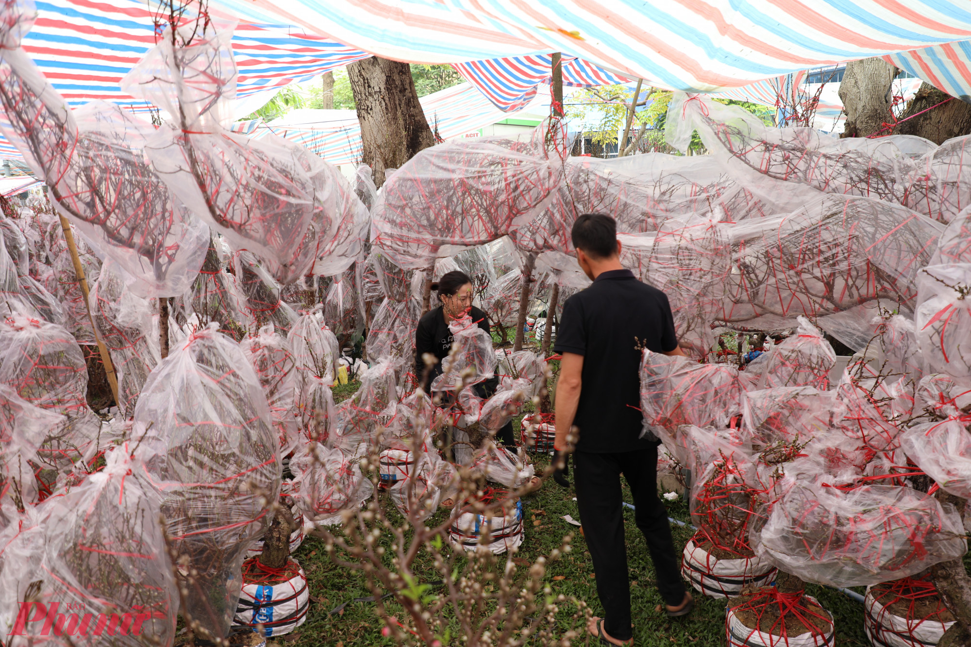 Đào từ các tỉnh phía Bắc được đưa vào bán tại Công viên 23/9 (TPHCM). Năm nay, giá đào dao động từ 250.000 đồng/cây nhỏ đến khoảng 10 triệu đồng/cây dáng lớn, tùy thế và độ nở hoa.