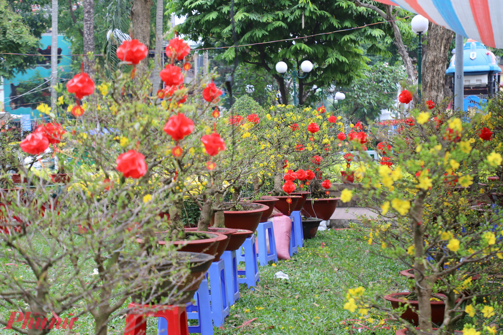 “Năm nay nguồn mai đẹp không thiếu, nhưng khách chọn kỹ hơn. Giá thấp nhất khoảng 5 triệu đồng/chậu, còn những cây lớn, dáng đẹp, nhiều nụ có thể lên tới 40 – 50 triệu đồng”, anh Đua nói.
