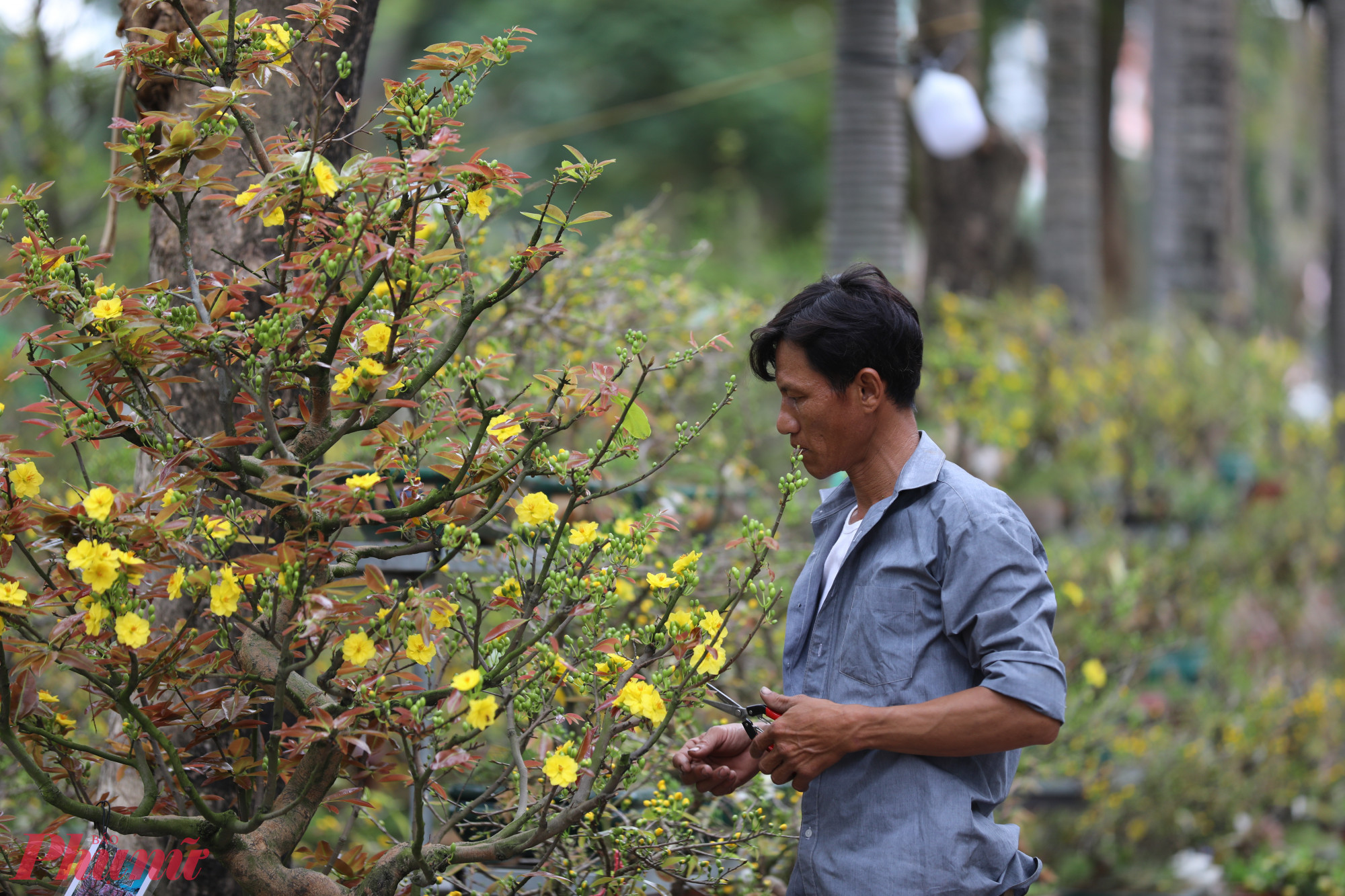 Ở khu vực bán mai, anh Đỗ Văn Đua (Bến Tre) mang lên TPHCM khoảng 500 chậu mai tài lộc các loại, gồm mai Bình Lợi, mai 5–8 cánh. Anh cho biết đã đưa mai lên thành phố từ ngày 20 tháng Chạp, nhưng phải đến khoảng 25 tháng Chạp khách mới bắt đầu mua nhiều.