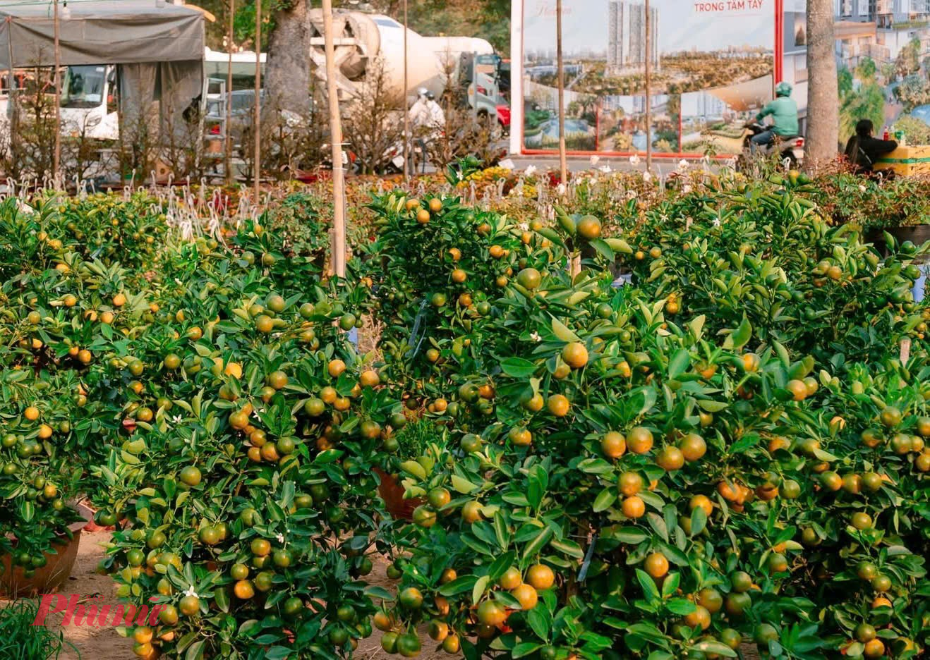 Quất cảnh sai trái được đưa về khu vực công viên Gia Định phục vụ người dân chưng tết. Sức mua tăng mạnh từ sau 20 tháng Chạp, không khí mua bán nhộn nhịp suốt cả ngày.