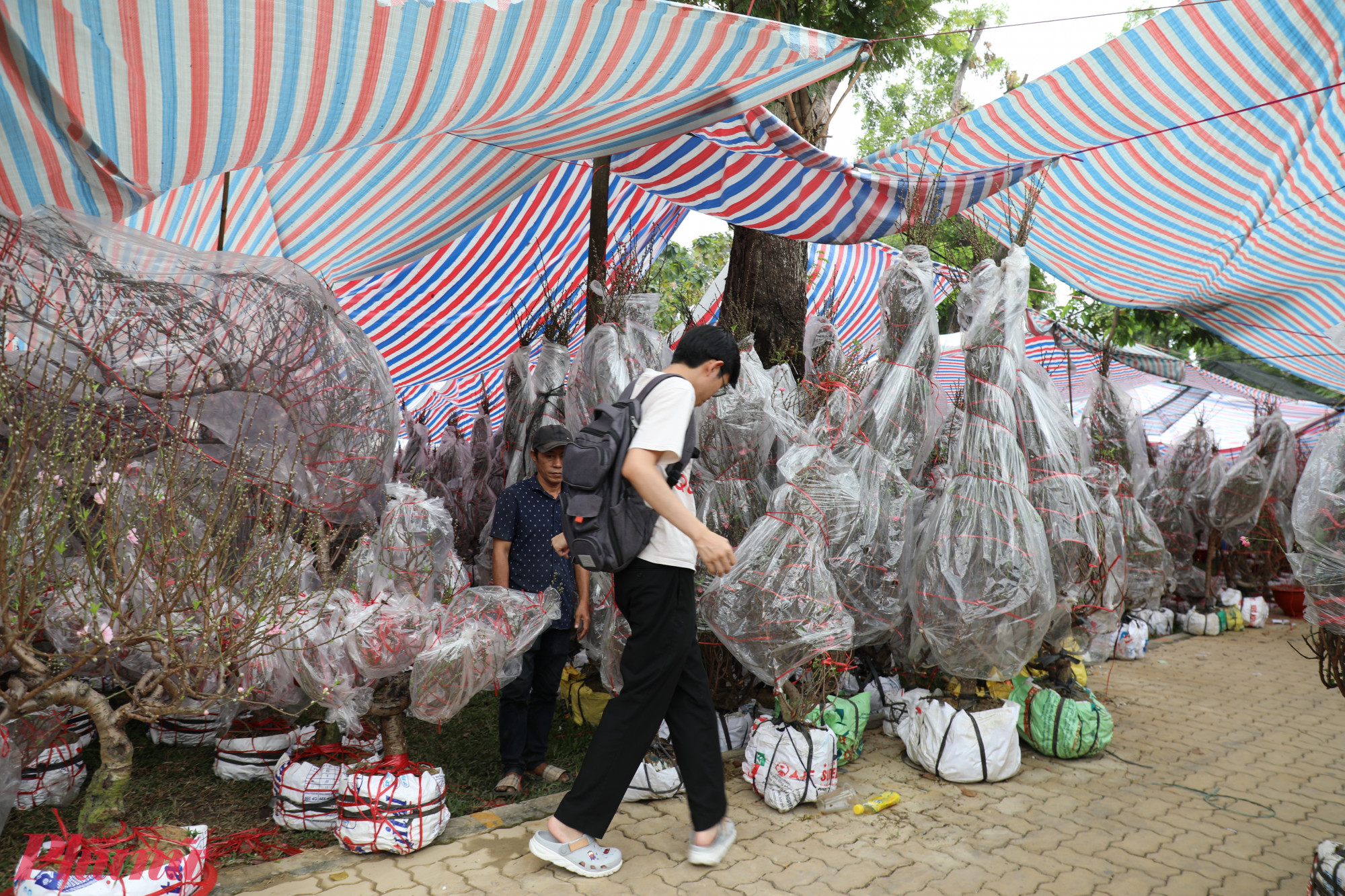 Tiểu thương bọc kín gốc, cố định cành trước khi giao cho khách. Theo ghi nhận, sức mua đào tăng rõ sau ngày 20 tháng Chạp, nhiều khách tranh thủ chọn sớm để có cây ưng ý.