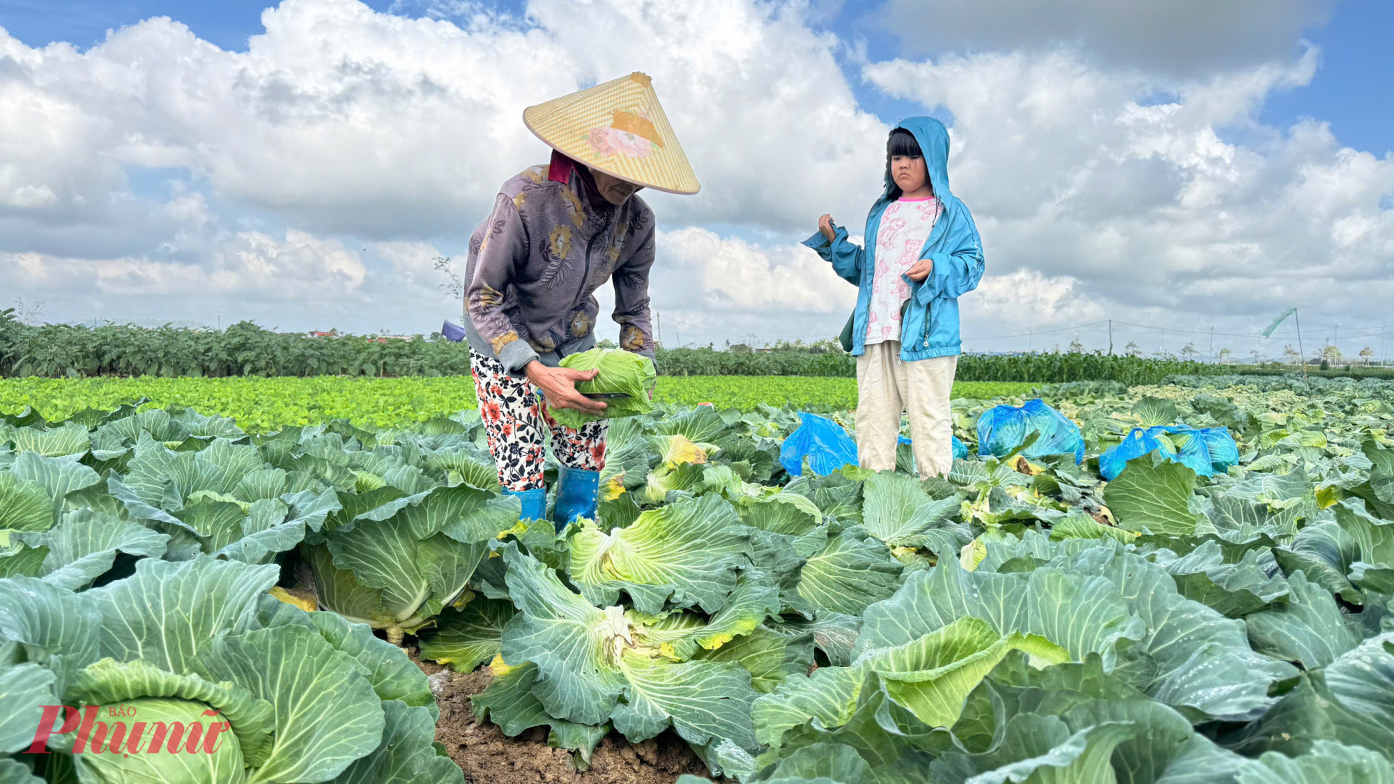 “Đây là tình trạng quen thuộc của sản xuất nông nghiệp: được mùa thì mất giá. Địa phương đã nhiều lần định hướng, vận động bà con chuyển đổi một phần diện tích sang cây trồng khác hoặc đa dạng hóa sản phẩm để giảm rủi ro. Tuy nhiên, nghề trồng rau đã gắn bó lâu đời, nhiều hộ vẫn quen cách làm cũ, chấp nhận canh tác theo kinh nghiệm và tâm lý “được ăn cả, ngã về không”, bà Vân cho biết.