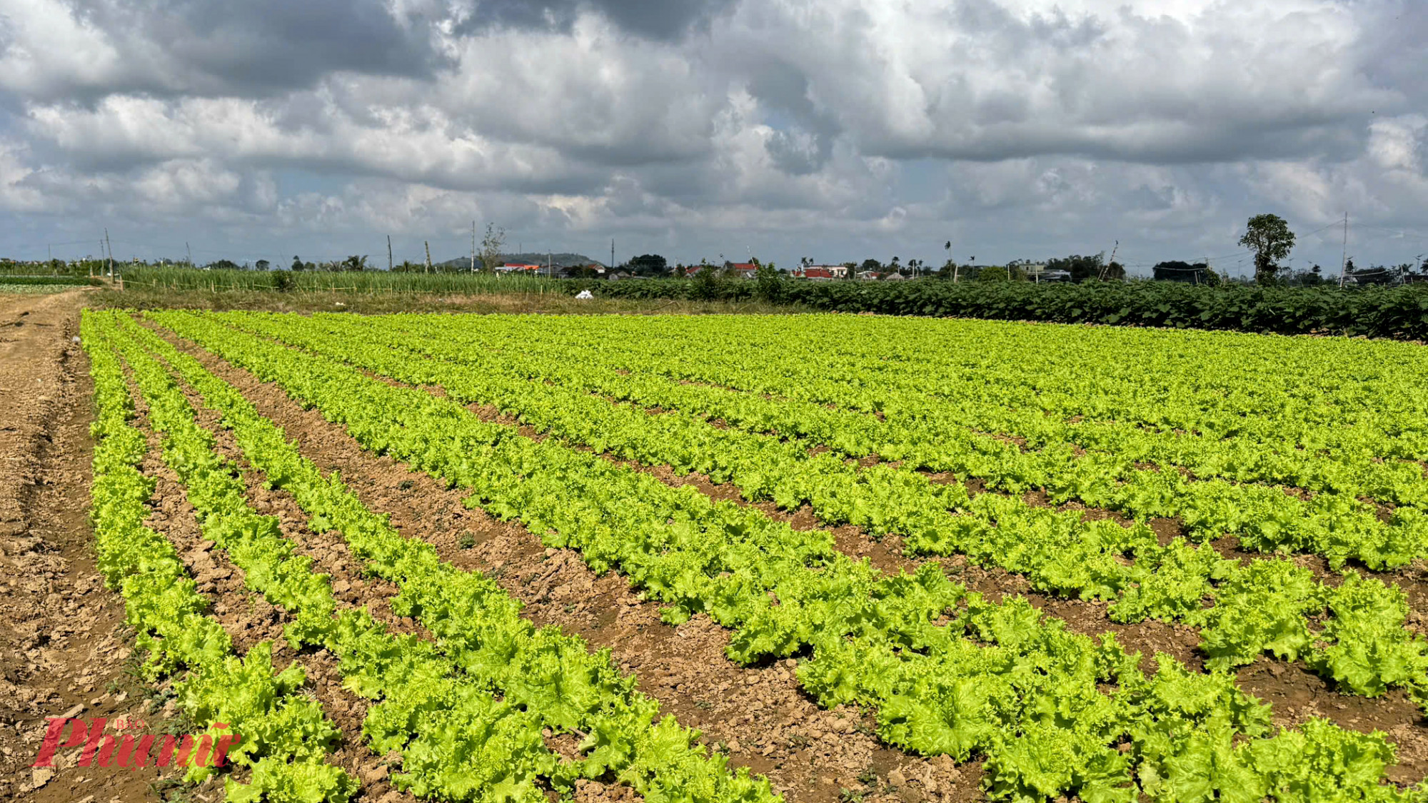 Những ngày cận Tết, khi khắp nơi rộn ràng không khí chuẩn bị đón xuân mới, trên những cánh đồng rau ở xã An Phú (tỉnh Quảng Ngãi), không khí lại trầm lắng khác thường.