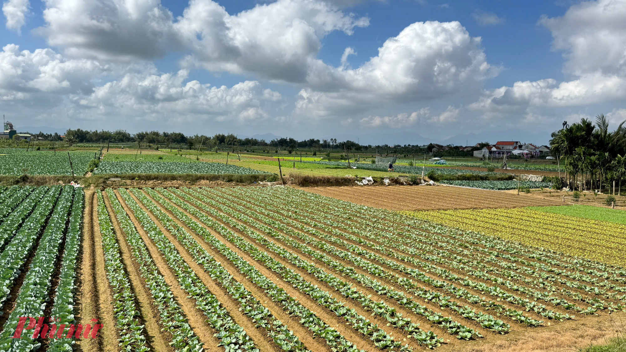 Bà Võ Thu Vân - Phó chủ tịch UBND xã An Phú – cho biết, toàn xã hiện có khoảng 1.074ha trồng rau các loại, sản lượng bình quân đạt hơn 19.000 tấn mỗi năm. Đây là vùng cung ứng rau quan trọng cho thị trường trong và ngoài tỉnh.