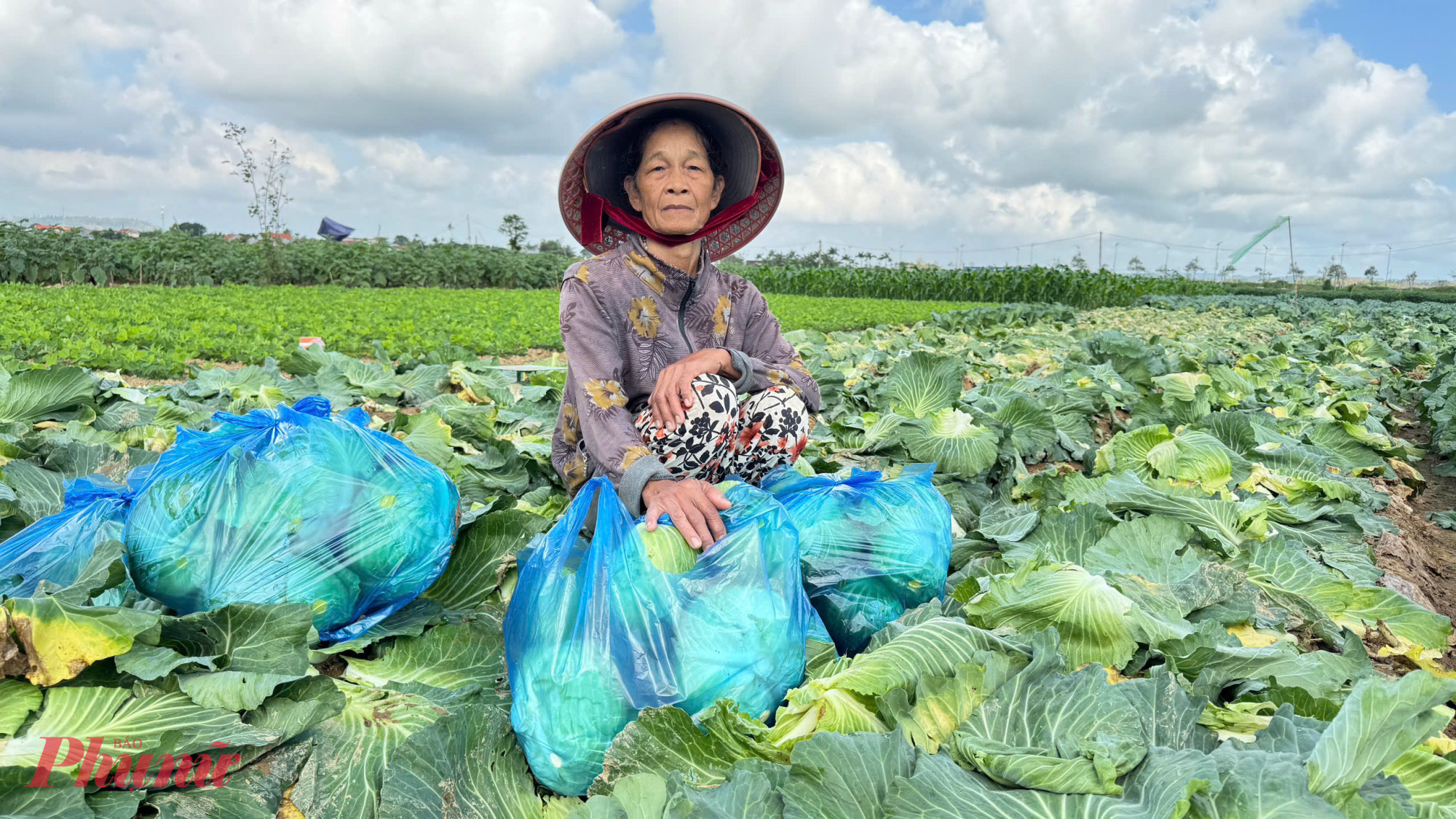 Bà Lê Thị Sanh (thôn Thanh Thiết, xã An Phú) cho biết: Bắp cải năm nay mỗi sào (500m2) có thể đạt sản lượng khoảng 3 tấn, năng suất cao hơn năm trước; thế nhưng, giá bán lại giảm sâu.