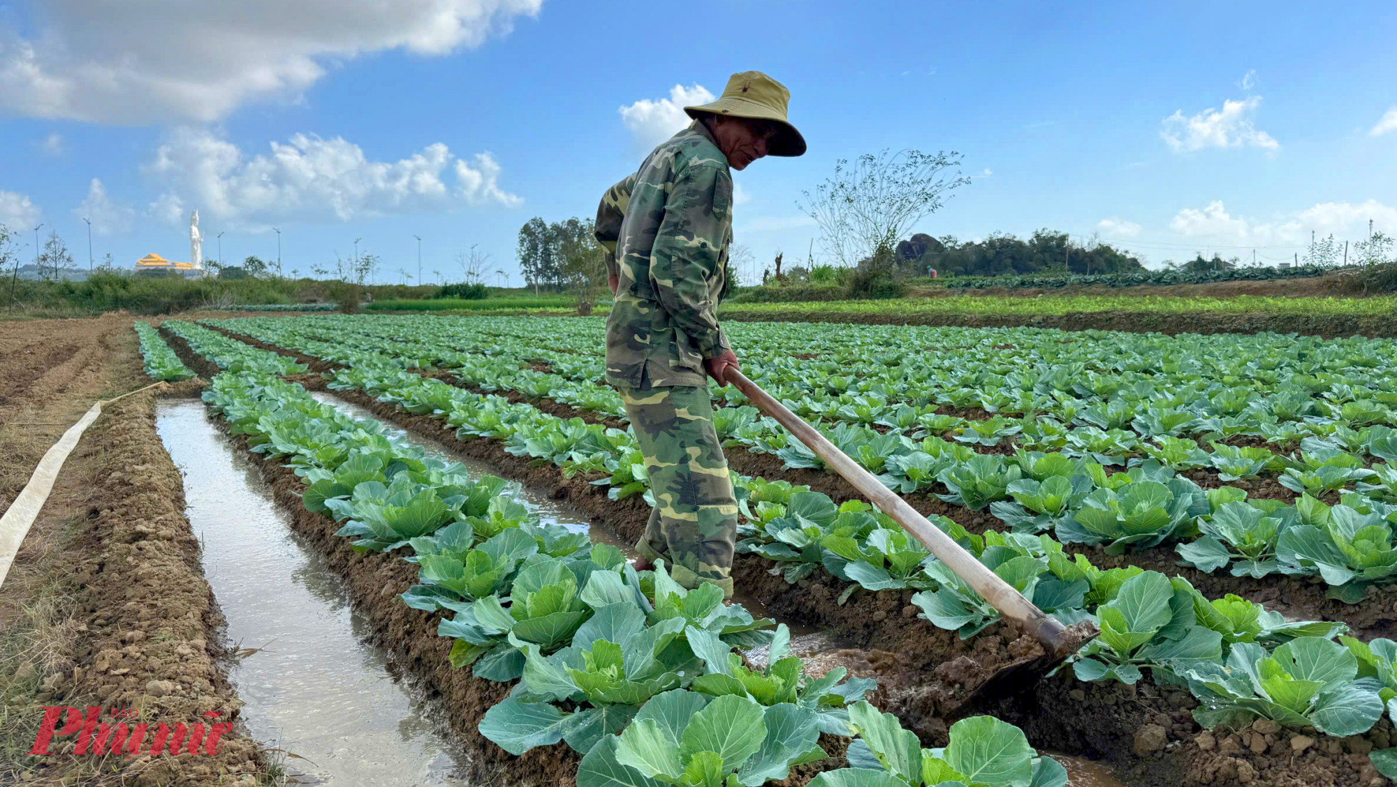 “Những năm trước, một sào rau chỉ cần thu hoạch 2 đợt là hết. Năm nay thương lái mua rất ít, mỗi lần vài chục ký đến 100kg, phải hơn 10 lần mới hết. Giá vừa thấp, vừa khó bán, công thu hoạch lại tăng nên tôi và nhiều hộ đành phá bỏ toàn bộ để làm đất trồng lại vụ mới”, ông Chương cho biết.