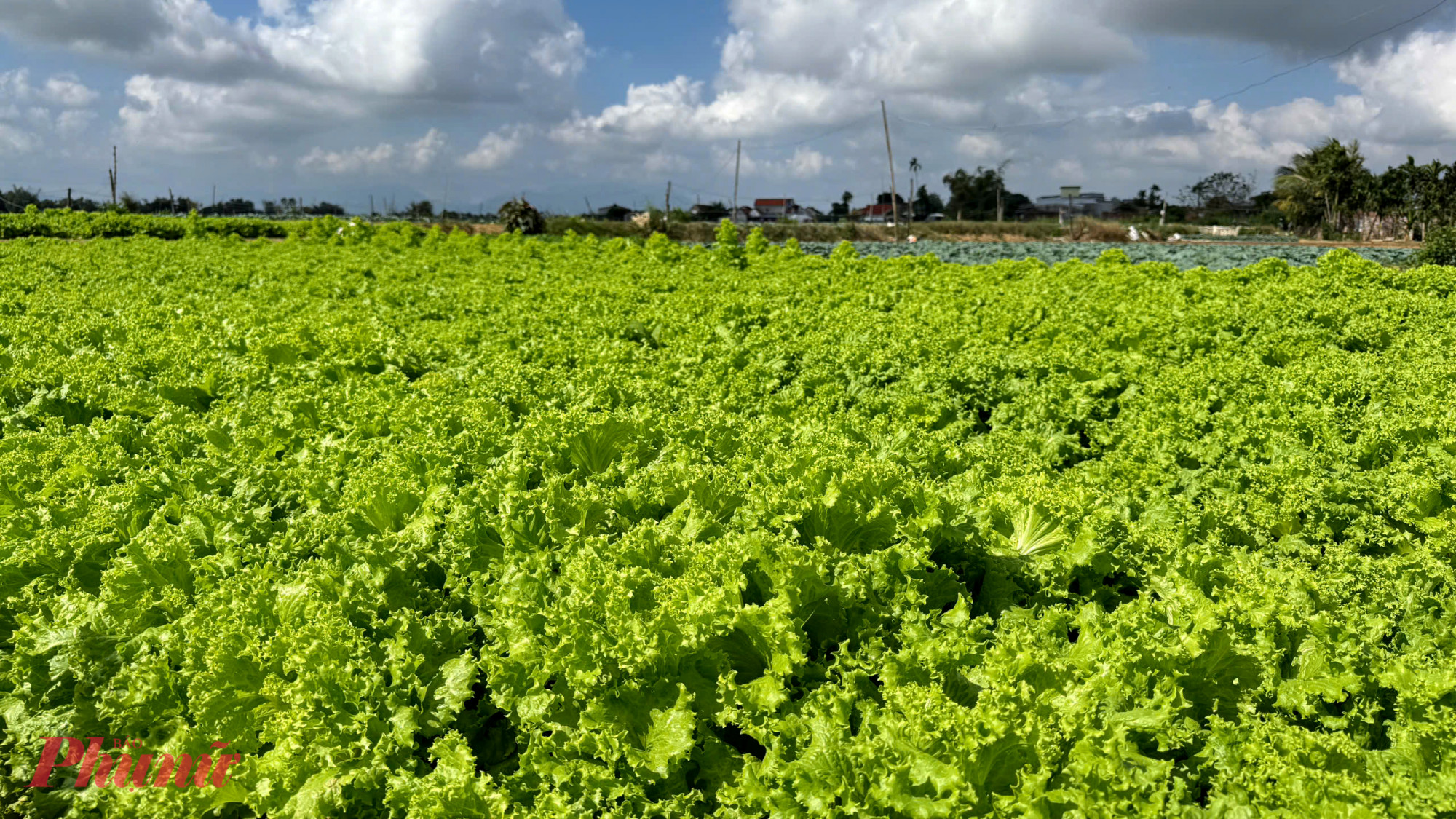 Không riêng bắp cải, nhiều loại rau khác như cải xanh, xà lách cũng rớt giá. Giá thu mua tại ruộng chỉ dao động từ 800 – 1.500 đồng/kg. Với mức giá này, nếu bán hết sản lượng, người trồng cũng chỉ thu lại khoảng một nửa chi phí đầu tư, chưa tính công lao động.