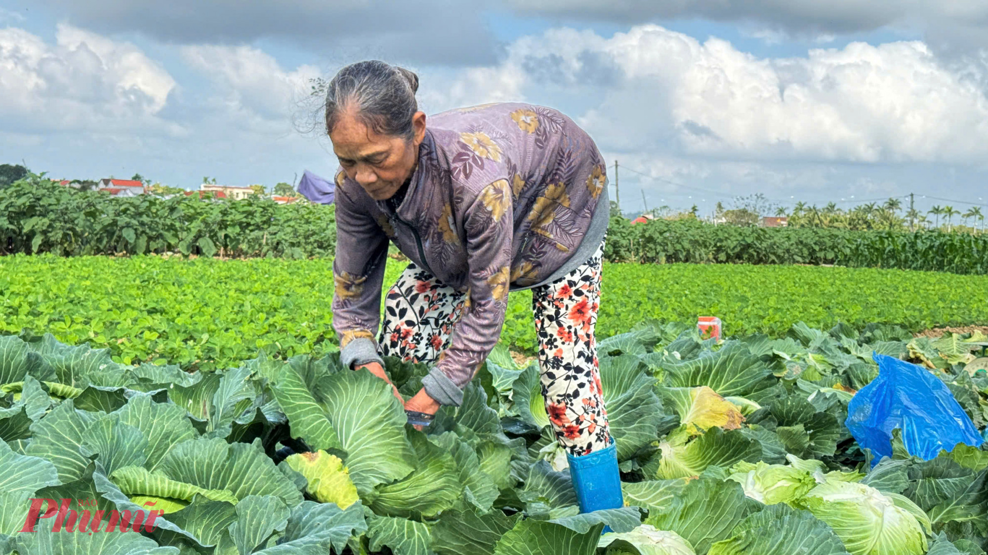 Nông dân trong vùng cho biết, chưa có năm nào cận Tết mà giá rau lại thấp như năm nay. Dù biết bán ra là thua lỗ, bà con vẫn phải thu hoạch để vớt vát chút vốn liếng.