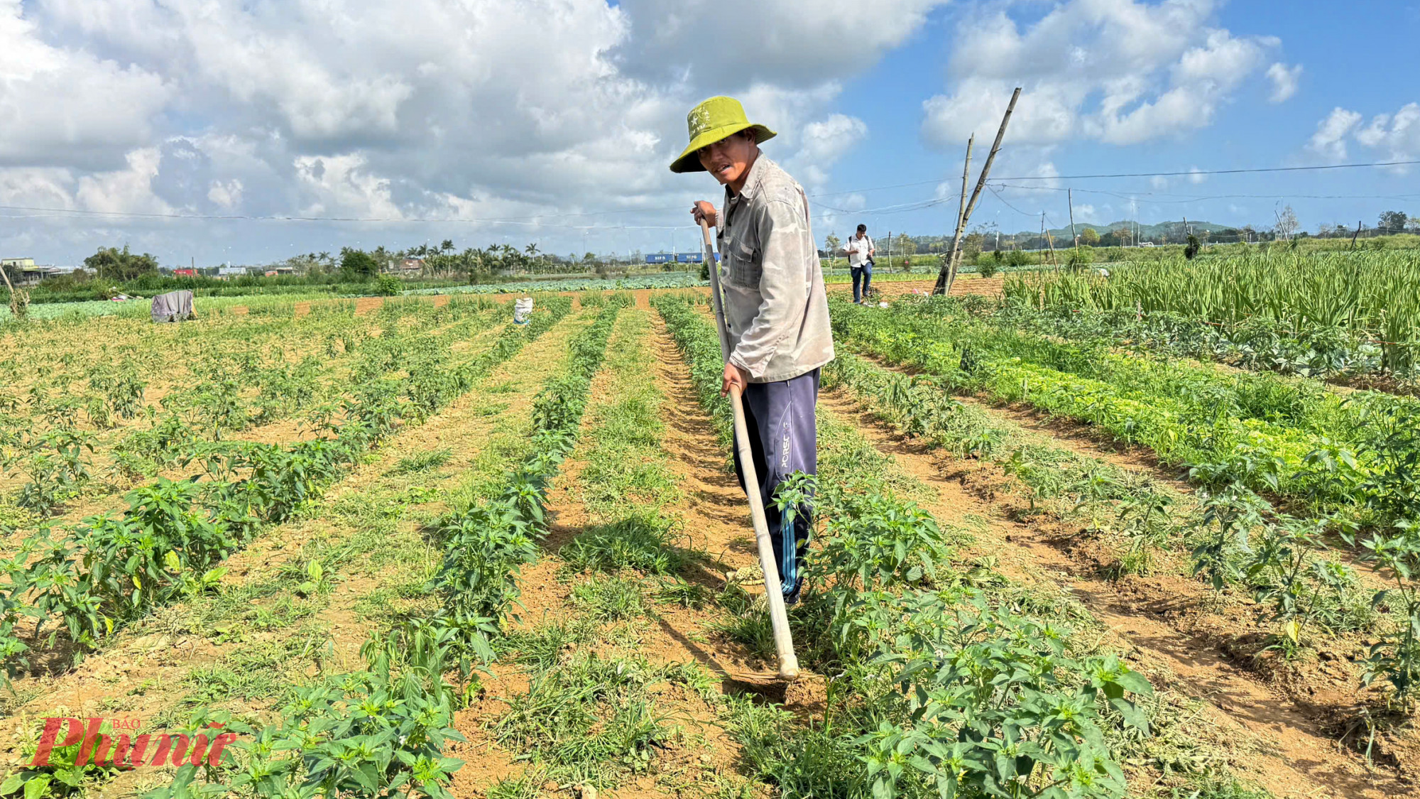 Xã An Phú, đặc biệt khu vực thuộc xã Nghĩa Dũng (trước đây), từ lâu được xem là vùng chuyên canh rau lớn nhất tỉnh Quảng Ngãi. Trên những thửa đất phù sa ven sông, người dân trồng rau quanh năm với đủ chủng loại: xà lách, cải xanh, cải ngọt, hành, ngò, cà chua, bắp cải… Nghề trồng rau đã gắn bó qua nhiều thế hệ, trở thành sinh kế chính của hàng trăm hộ gia đình nơi đây.
