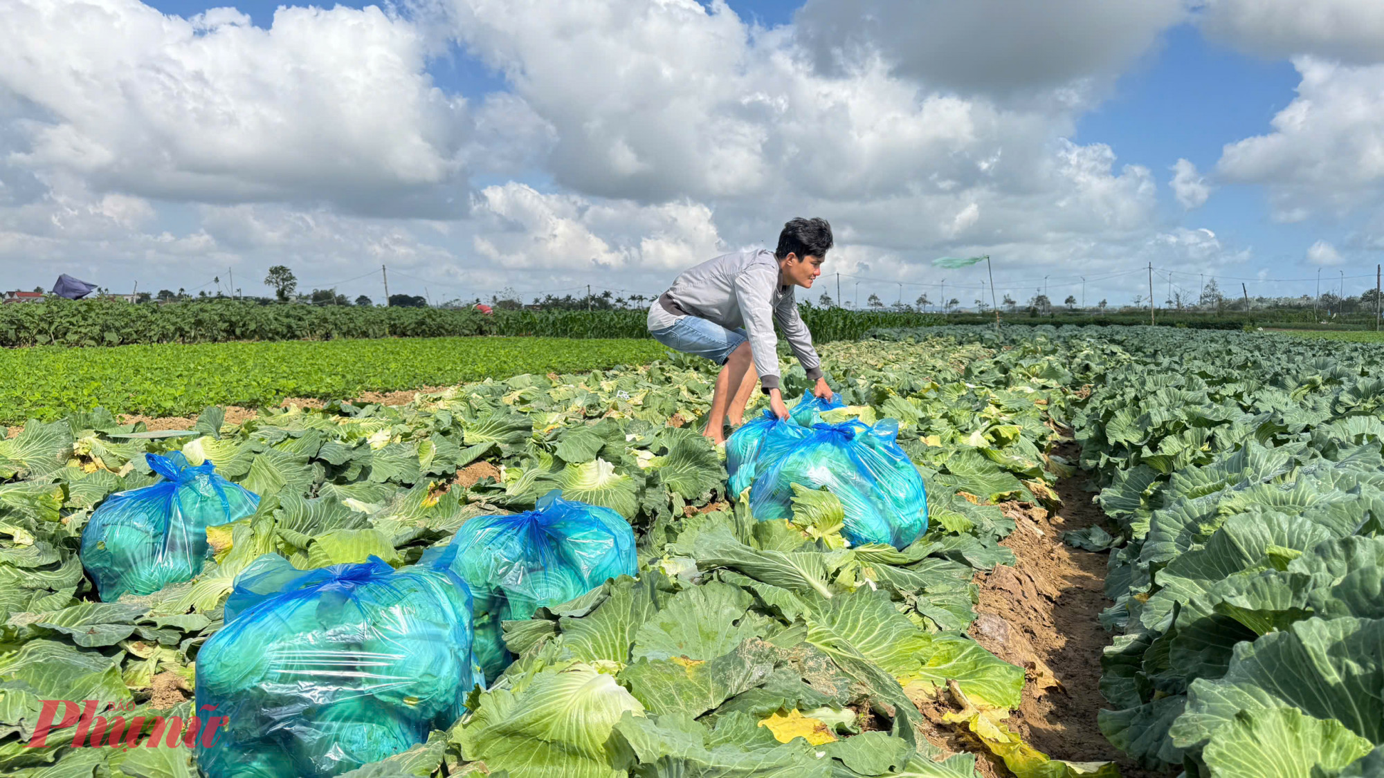 “Cách đây nửa tháng giá còn 8.000 đồng/kg, đến lúc thu hoạch chỉ còn 2.000 đồng/kg. Với mức 4.500 đồng/kg thì mới chỉ lấy công bù lãi; còn 2.000 đồng/kg thì chắc chắn lỗ”, bà Sanh nói.