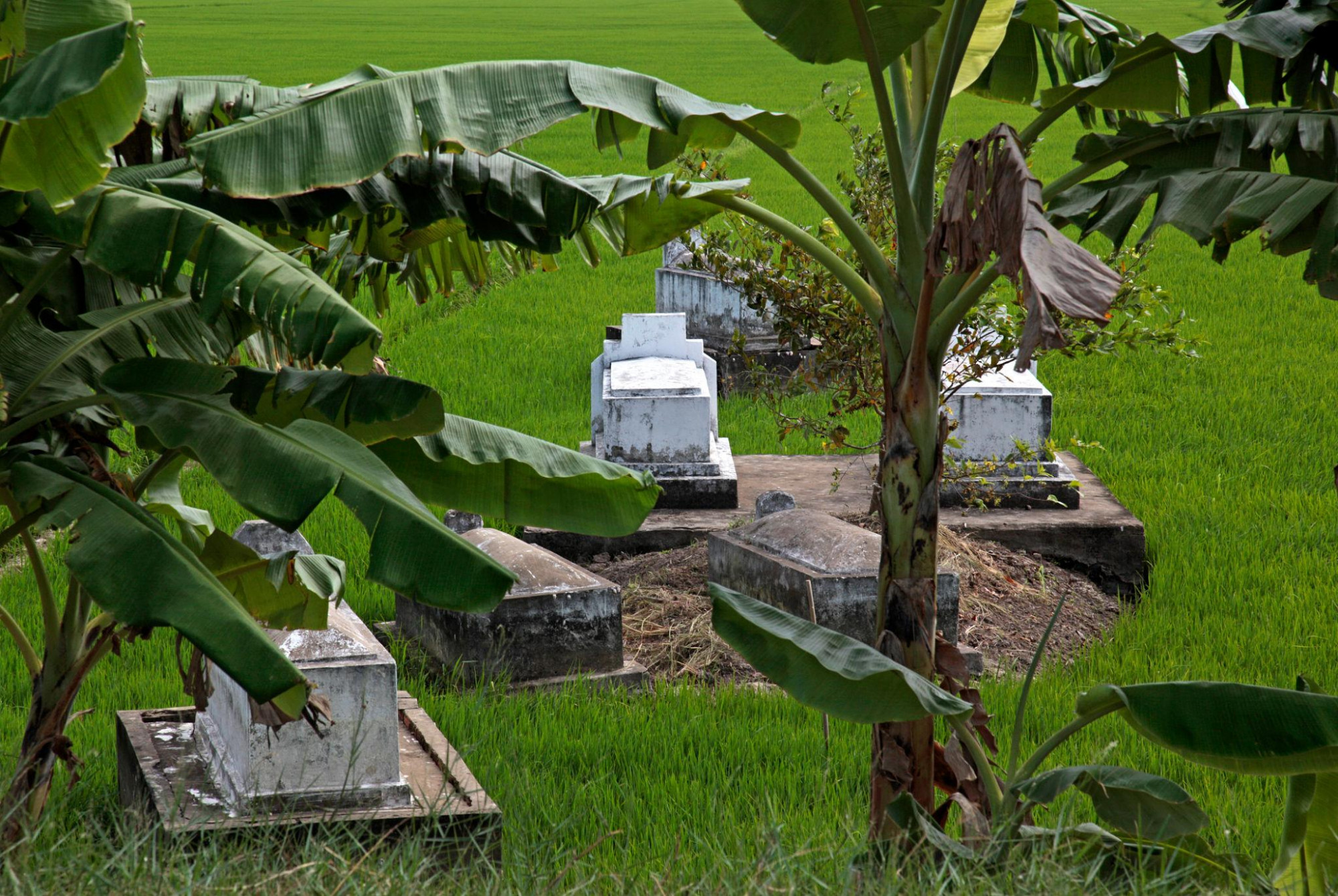 Miền Tây người mất hay an táng trên đất nhà - Nguồn ảnh Facebook