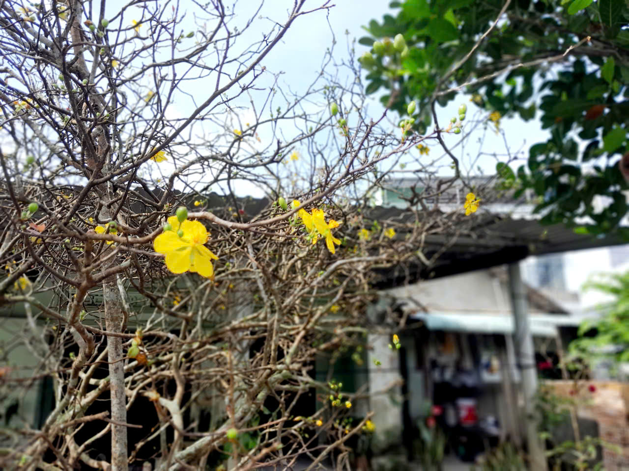 Cây mai 39 tuổi sống sót sau lũ và nở sớm khi Tết vừa chạm ngõ, như chưa từng bỏ một mùa xuân nào. (Ảnh do tác giả cung cấp)