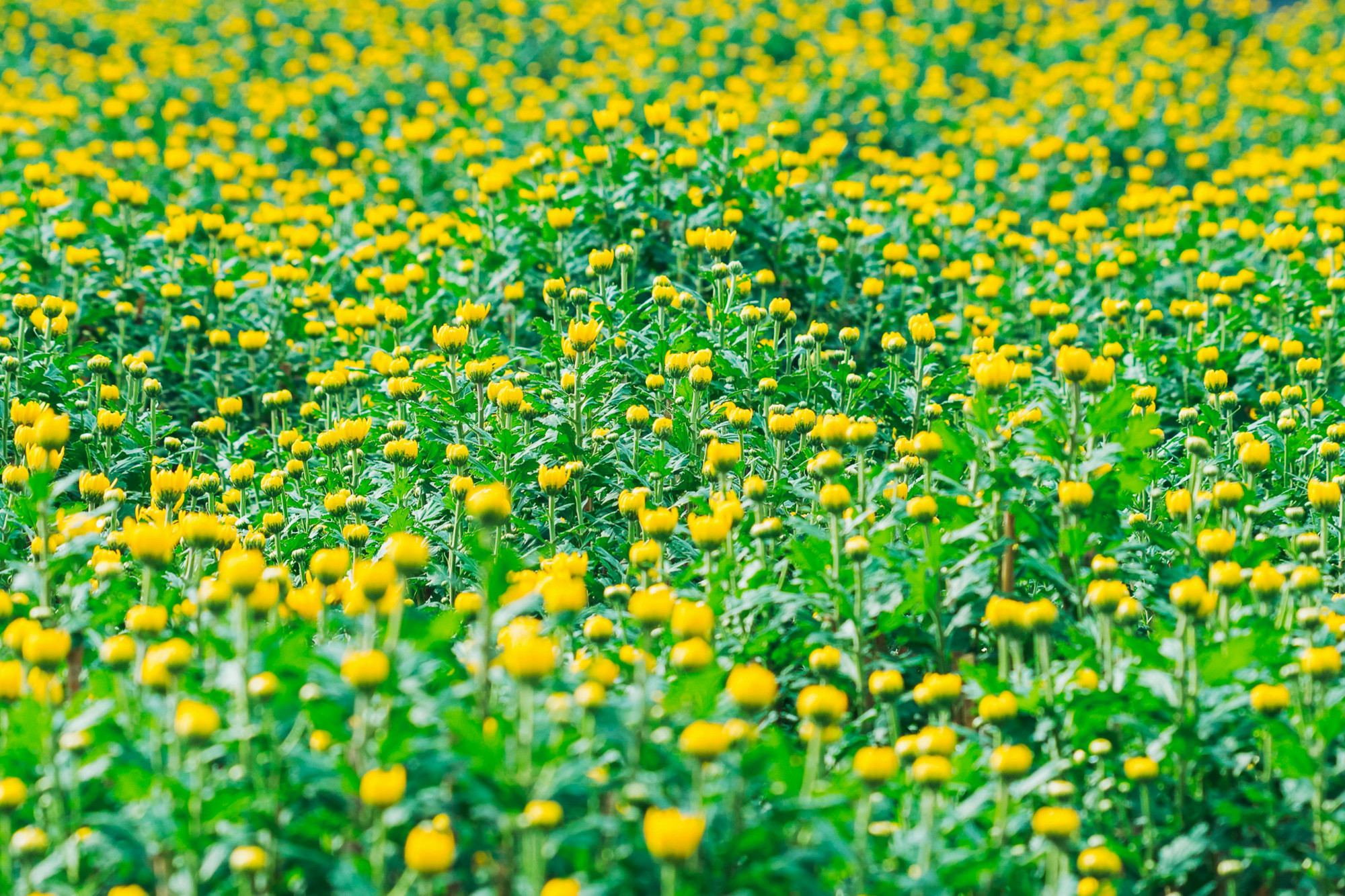 Nhìn những chậu cúc bên sông làm tôi nhớ da diết vườn hoa đón tết năm nào. Ảnh minh hoạ: Freepik