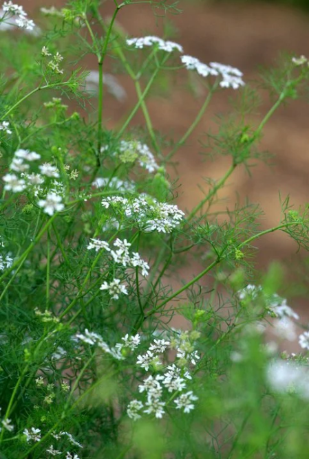 Nhớ nồi nước mùi già chiều cuối năm Khi những cây mùi cao đến ngang ngực, thân cây chuyển từ màu xanh sang nâu tía, trên cành lấm tấm những nụ hoa bé xíu cùng những quả li ti lóng lánh là biết tết sắp đến.