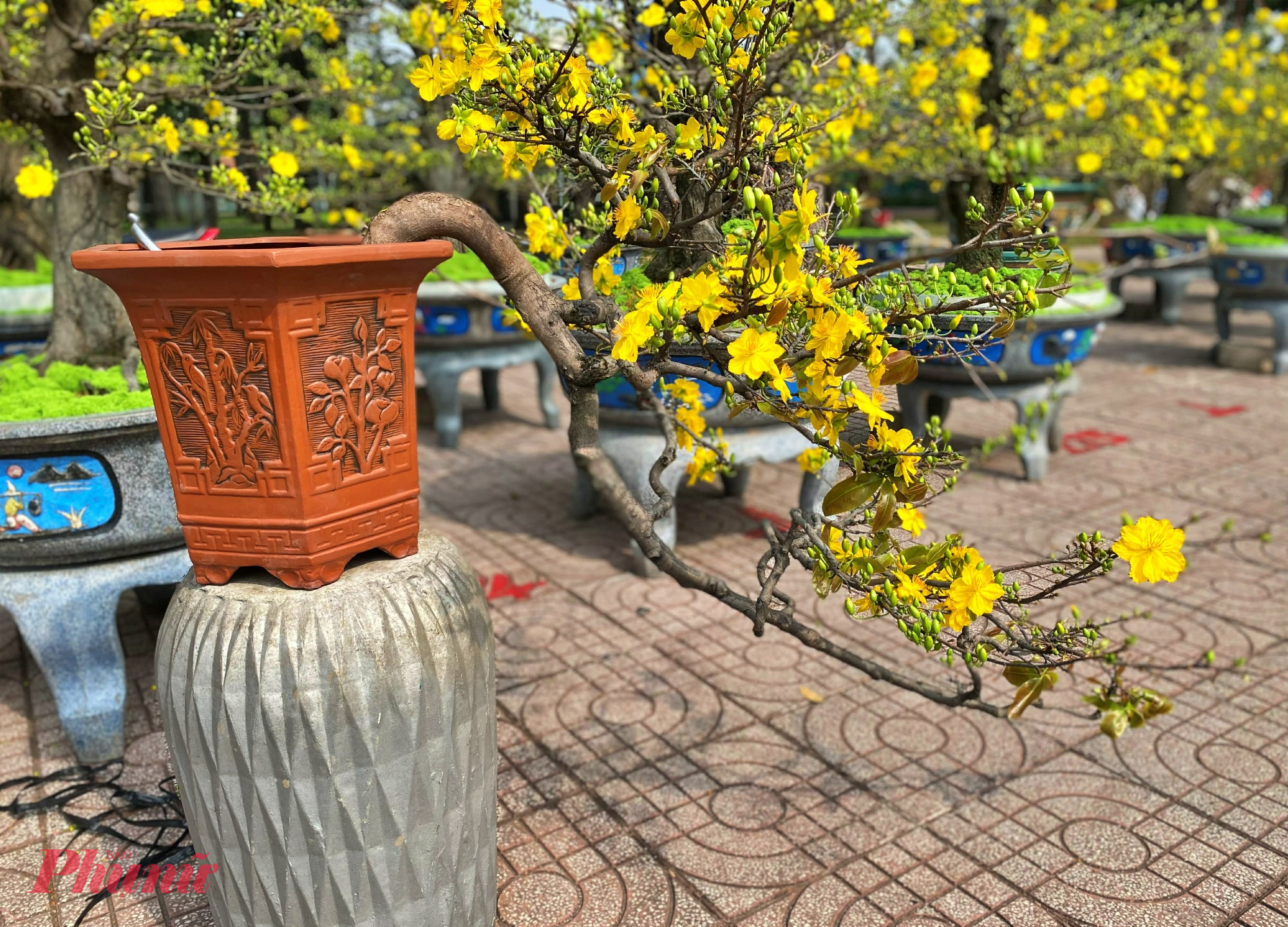 Không chỉ riêng cặp song mai “tiền tỉ”, chợ hoa công viên Gia Định năm nay còn bày bán đa dạng các loại mai từ dáng trực, dáng huyền đến bonsai, với mức giá từ vài trăm nghìn đến hàng chục triệu đồng, phục vụ nhiều nhu cầu khác nhau.