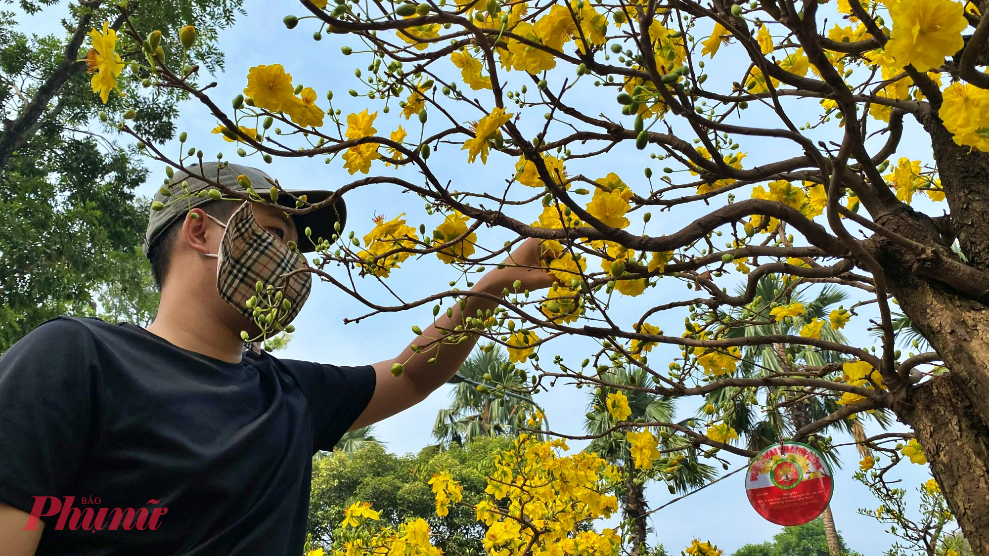 Nhà vườn lặt bớt hoa mai để giao cho khách chơi tết.