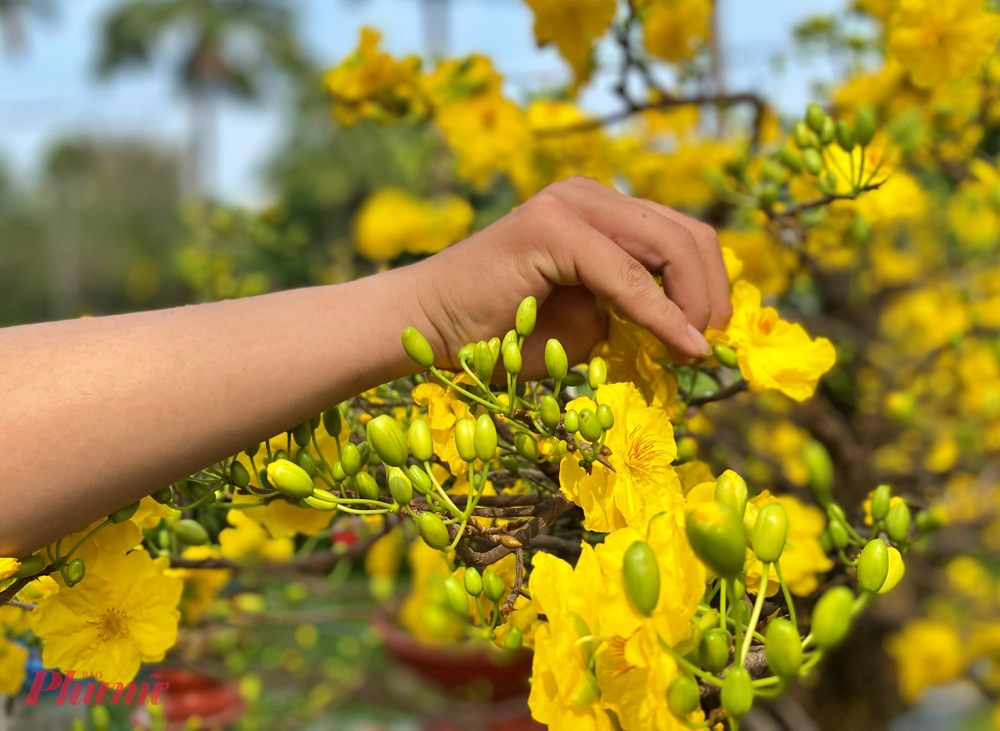 Những cây mai có tuổi đời hơn chục năm từ làng mai An Phú Đông có nhiều nụ, đợt hoa nở rồi sẽ tàn và nụ mới sẽ nở hoa ngay sau đó.