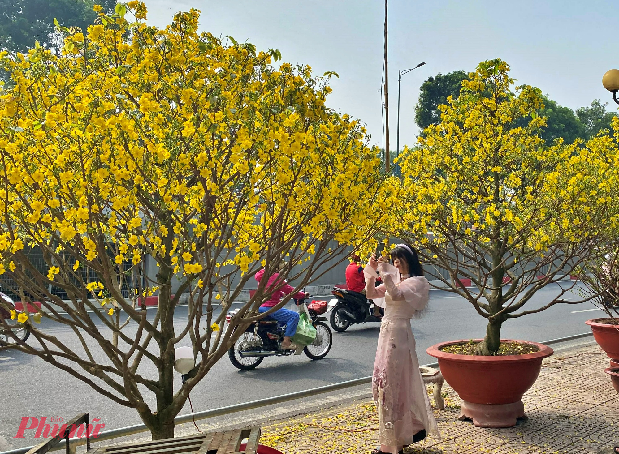 Mai vàng khoe sắc rực rỡ tại chợ hoa xuân đã thu hút nhiều người dân đến tham quan, check in.