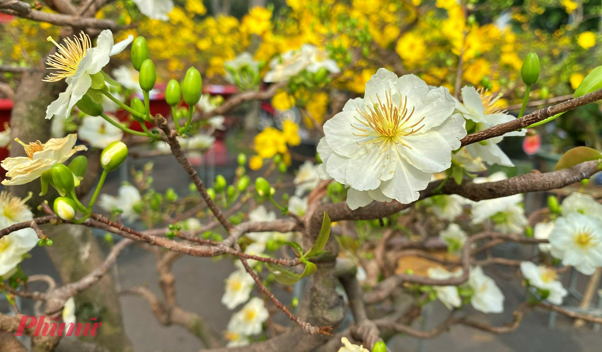 Mai bạch cũng dễ trồng như mai vàng thông thường. 