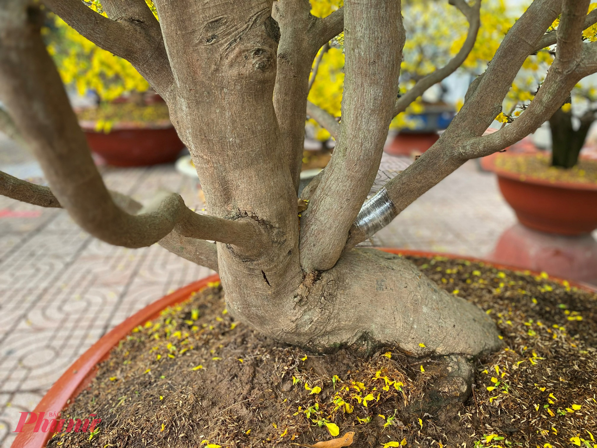 Phần thân và gốc mai càng khiến nhiều người trầm trồ. Thân cây to, xù xì theo năm tháng, các nhánh chính tỏa ra hài hòa từ gốc, uốn lượn mềm mại nhưng vẫn chắc khỏe. Gốc mai nổi rễ tự nhiên, ôm sát mặt chậu lớn, tạo cảm giác vững chãi. Lớp vỏ sần sùi, những vết hằn thời gian cùng bộ rễ nổi gân guốc càng tôn lên vẻ cổ kính của cây. Dưới tán mai, cánh hoa vàng rơi lác đác trên mặt đất, tạo nên khung cảnh đậm chất xuân.