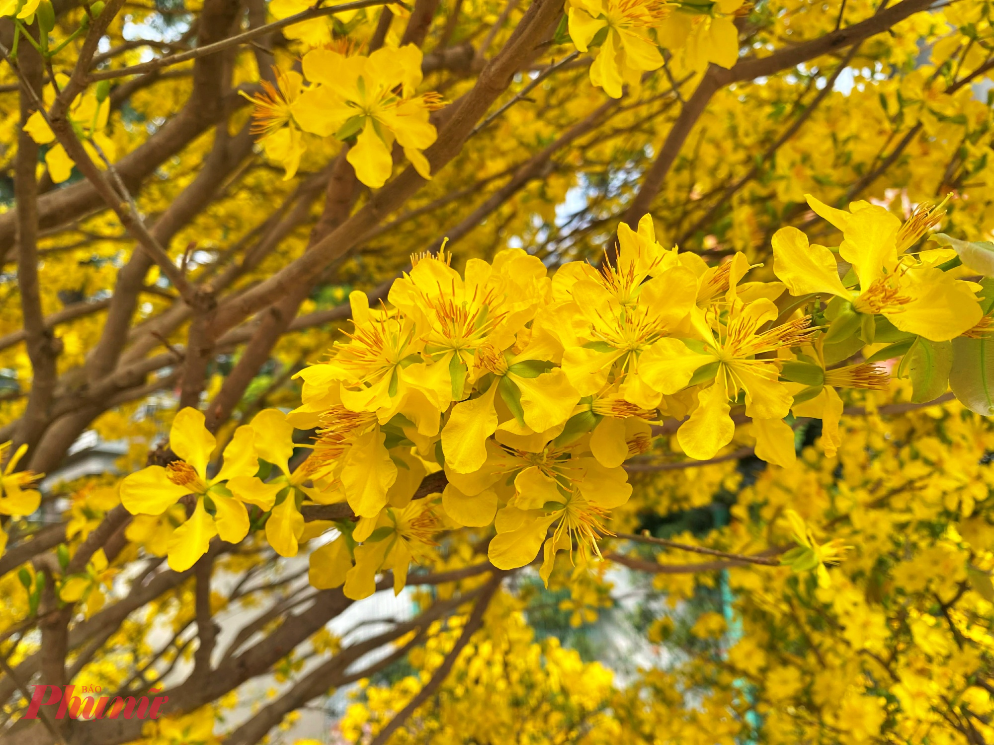 Hoa nở dày, cánh xếp đều từ 9-12 cánh mỗi bông, tạo thành từng chùm chen kín đầu cành.