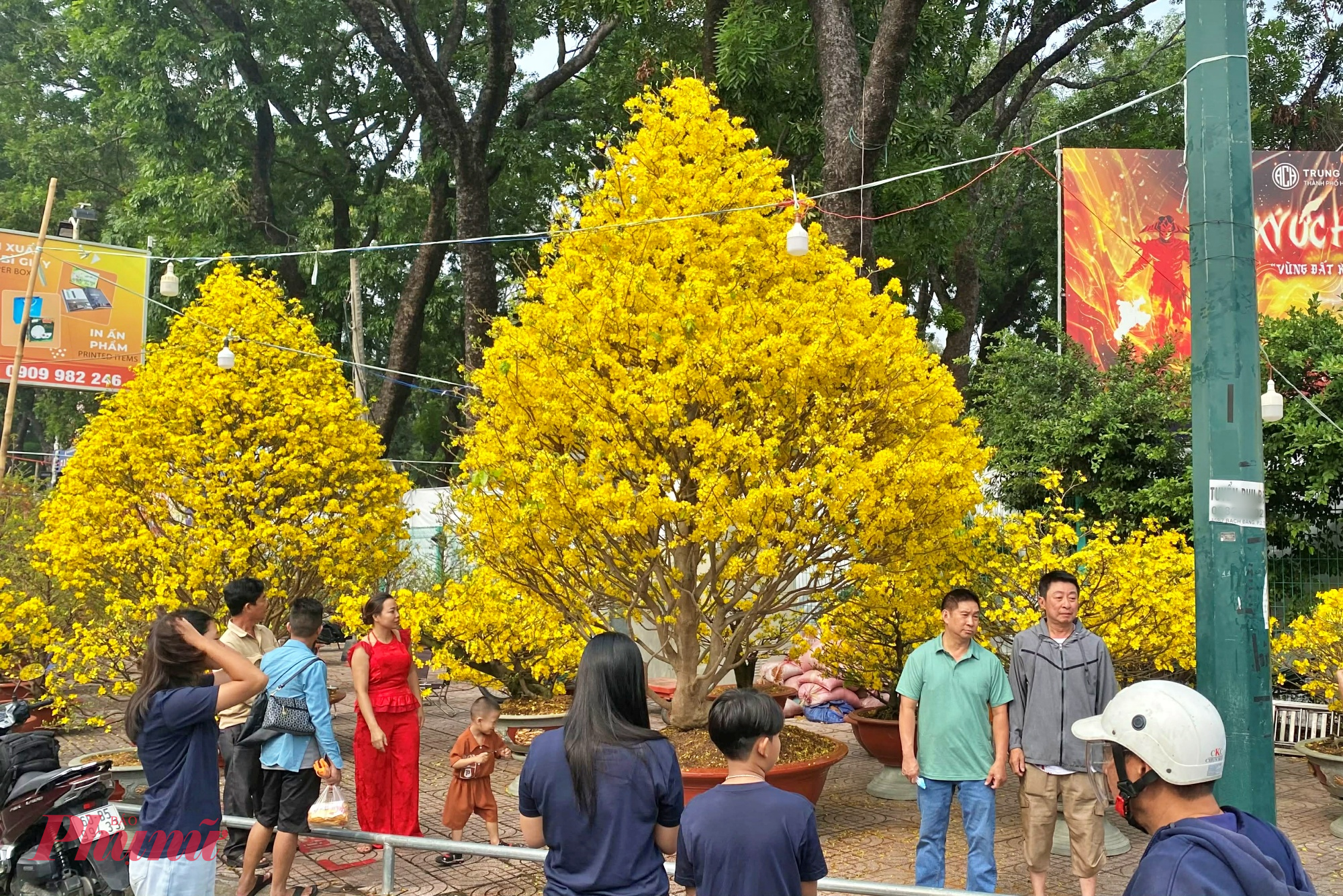 Nổi bật giữa không gian xanh mát là cặp song mai có giá gần 700 triệu đồng, thu hút đông đảo người dân dừng chân chiêm ngưỡng, chụp ảnh lưu niệm.