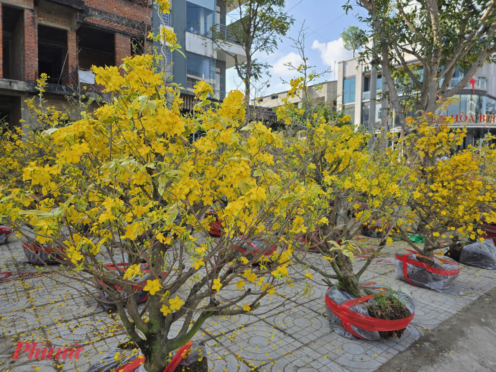 Theo các tiểu thương, năm nay do thời tiết nắng ấm kéo dài, phần lớn đào và mai đã nở sớm hơn dự tính. Hoa đạt độ đẹp nhất trước tết cả tuần, nhưng lại không trùng với thời điểm người dân xuống tiền mua sắm.