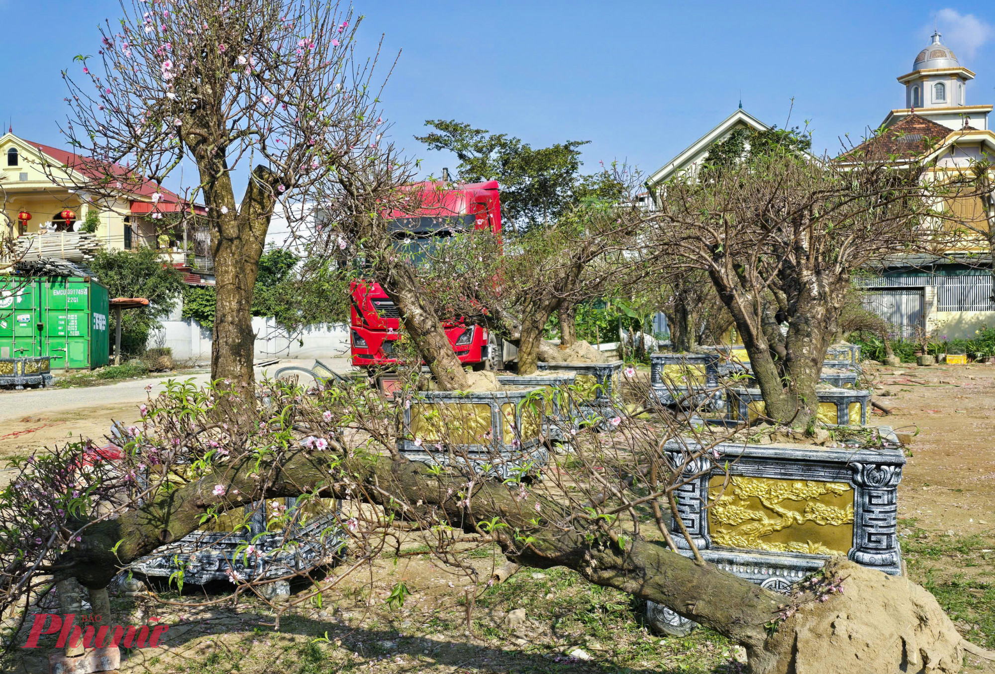 Không ít cây đào cổ thụ đã bung nở hết hoa, buộc người bán phải chất “vào kho” chờ đưa về vườn trồng lại chờ tết năm sau.