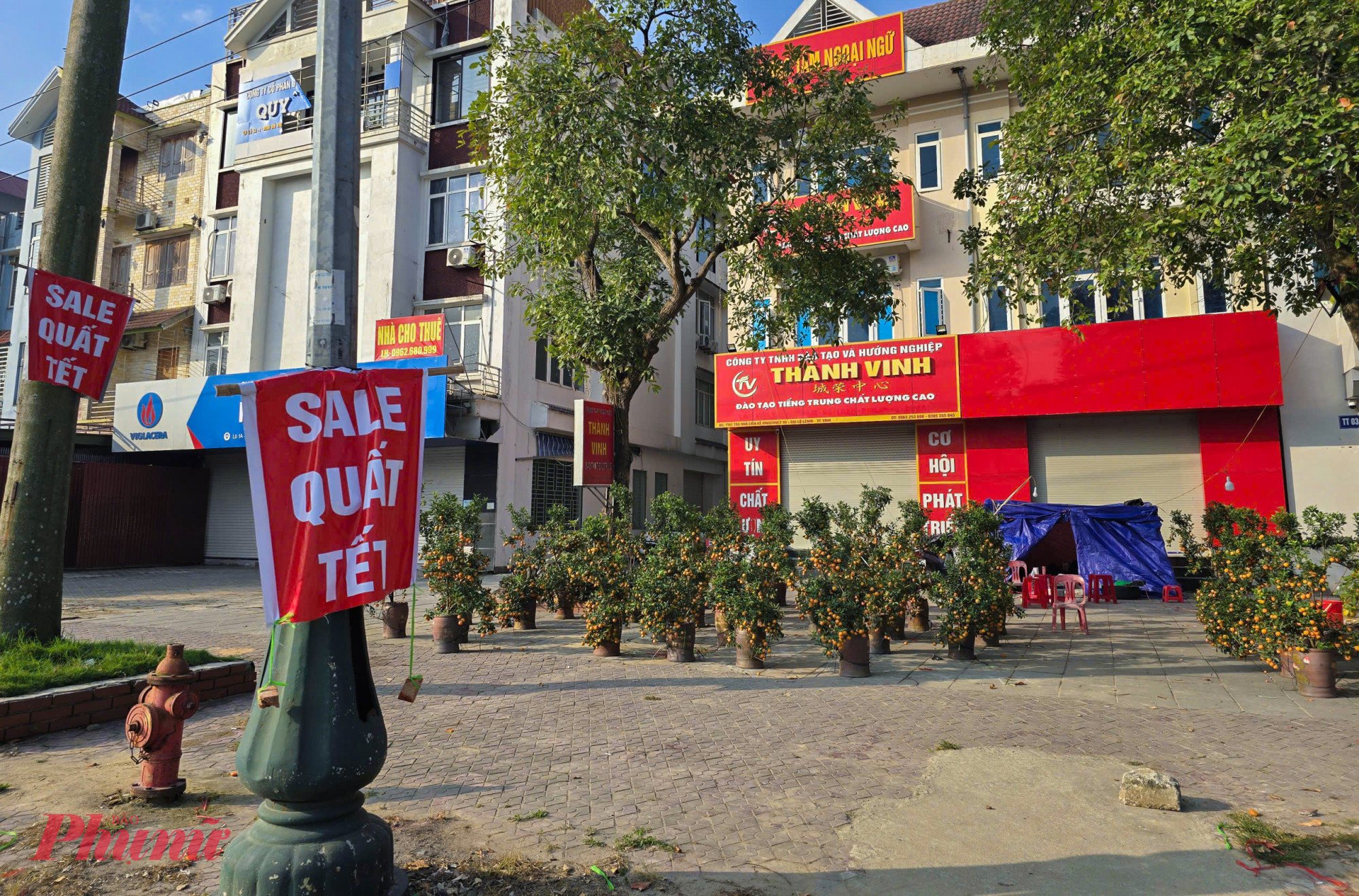 Tấm biển đỏ “SALE QUẤT TẾT” buộc vội vào cột điện trên đường Lê Nin (phường Vinh Phú). Phía sau, hàng chục chậu quất sai trĩu quả được xếp ngay ngắn nhưng không một bóng người.