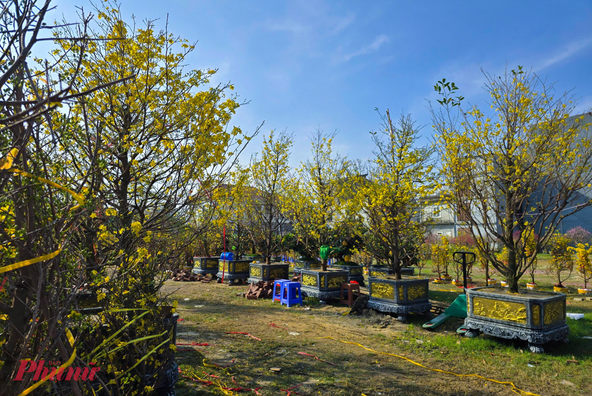 Dù còn 2 ngày nữa mới đến tết, song hiện nhiều cây đào đã bung nở rực rỡ, nhiều người lo ngại hoa tàn trước tết, chưa dám xuống tiền mua.