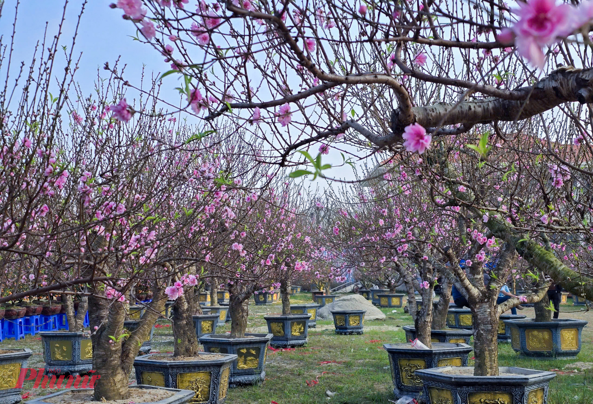 Sáng 14/2, các điểm bán hoa tết trên nhiều tuyến đường ở phường Vinh Phú, Thành Vinh, Trường Vinh… (tỉnh Nghệ An) đã ngập tràn sắc hồng của đào, sắc vàng của mai. Song phía sau bức tranh rực rỡ ấy lại là nỗi lo canh cánh của nhiều nhà vườn và tiểu thương khi hoa nở sớm, sức mua chậm, giá giảm sâu vẫn vắng khách.