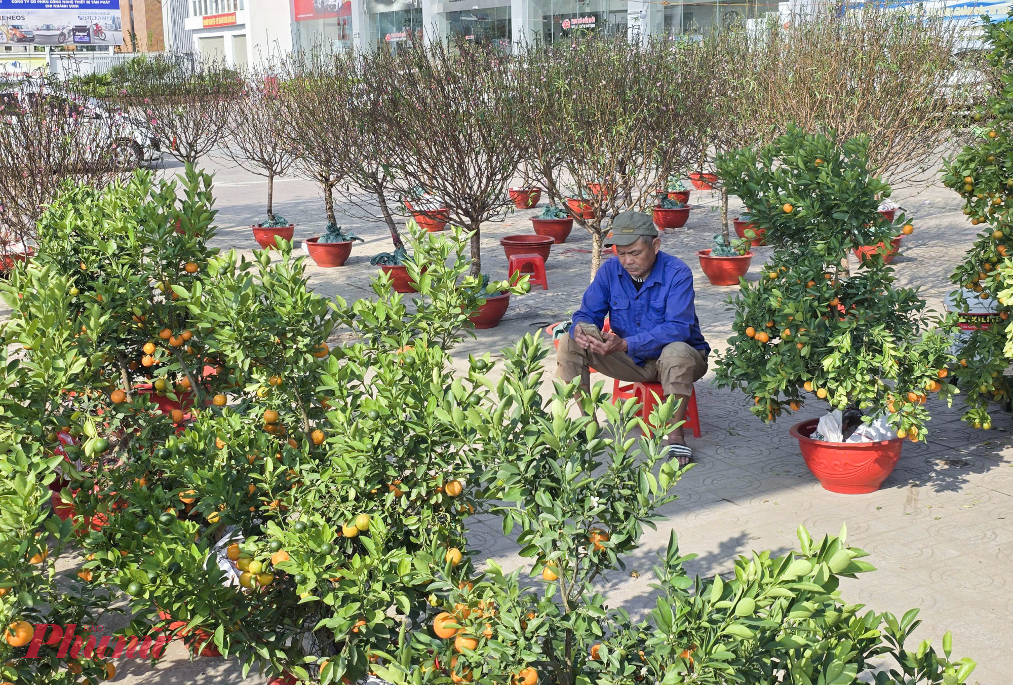 Vắng khách, nhiều chủ vườn lặng lẽ ngồi trông hàng.