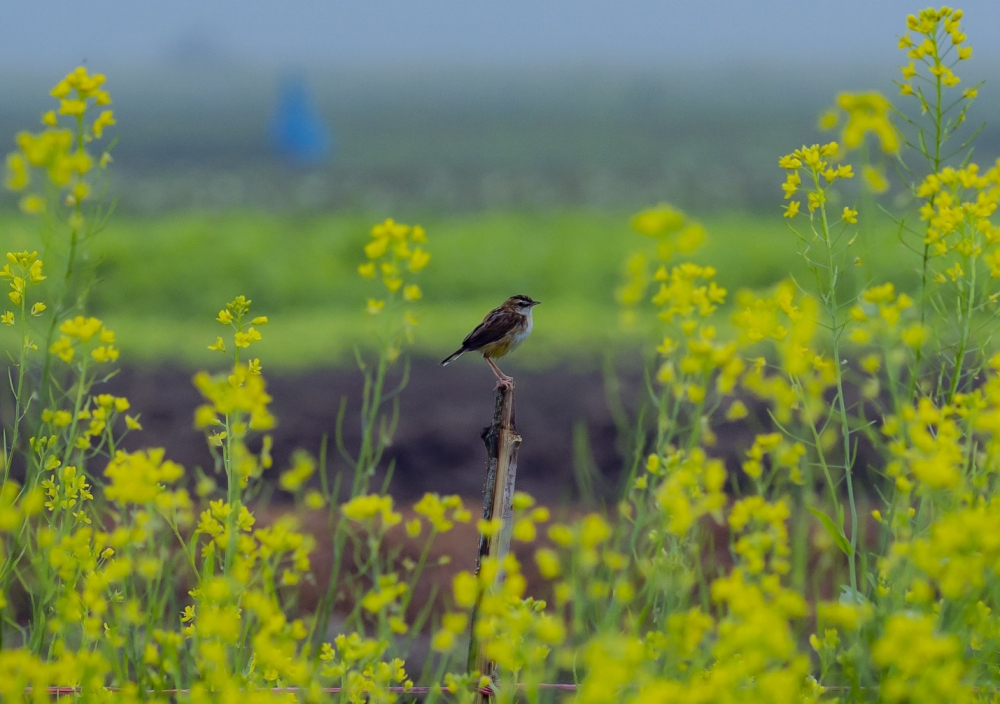 Hoa cải vàng - loài hoa ông nội thích - mãi mãi nằm trong ký ưc của ba