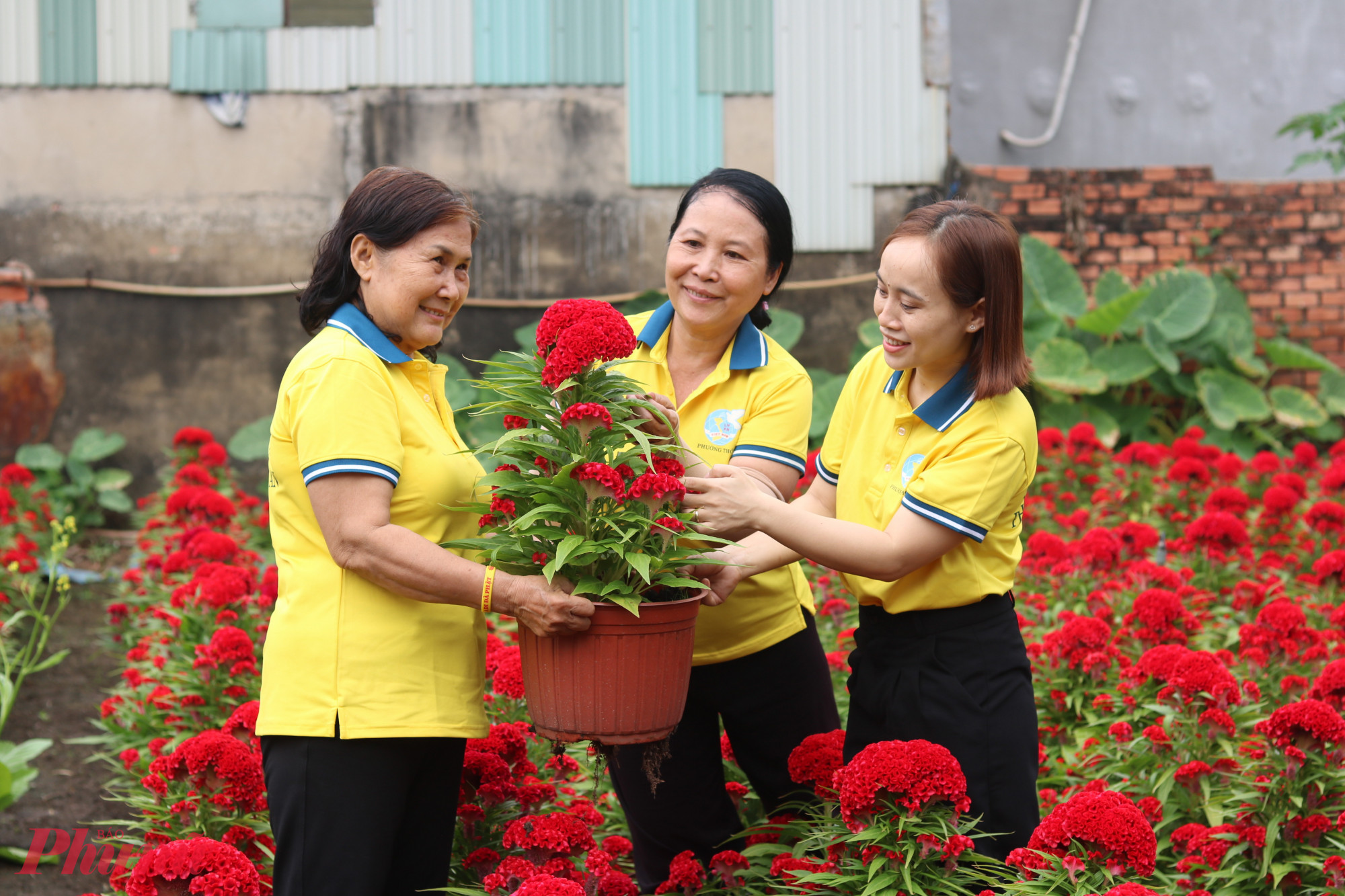 Hoa màu gà khoe sắc trong vườn hoa nghĩa tình của hội - Ảnh: Thảo Nguyên