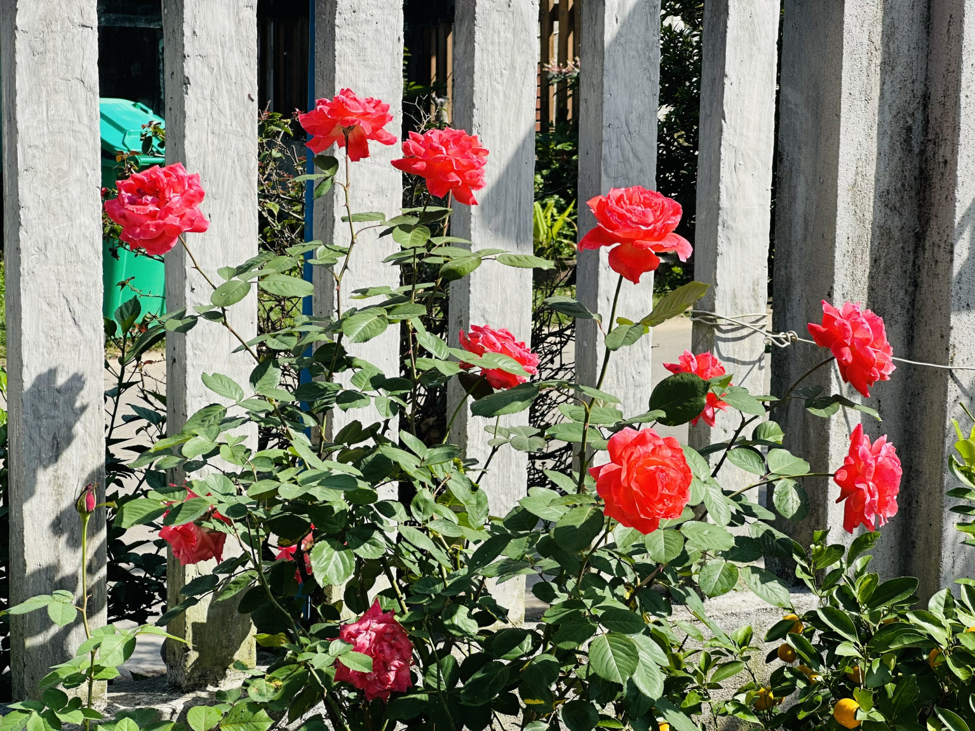 Chậu hồng nở một lượt mười bông, cánh bung tròn rung rinh trước gió.