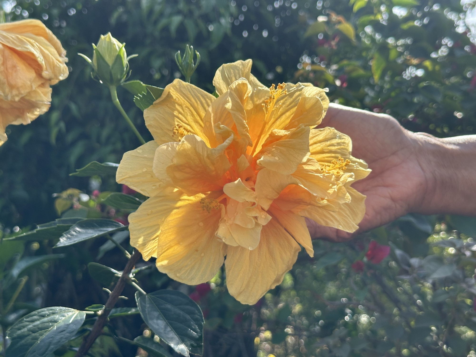 Dâm bụt vàng đỏng đảnh như nàng công chúa nổi bật giữa vườn hoa. 