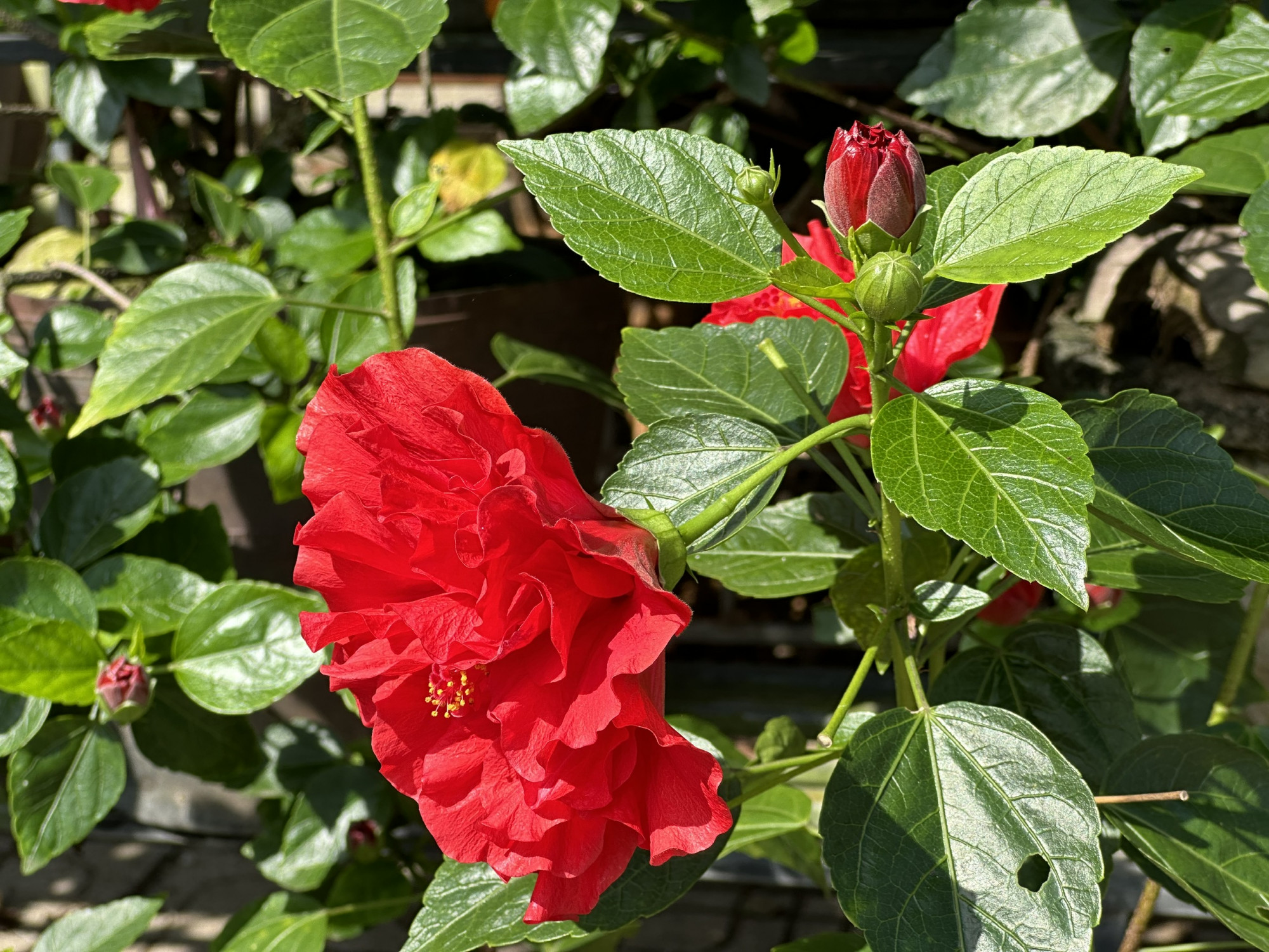 Hoa dâm bụt đỏ như một mảnh xuân rực rỡ.