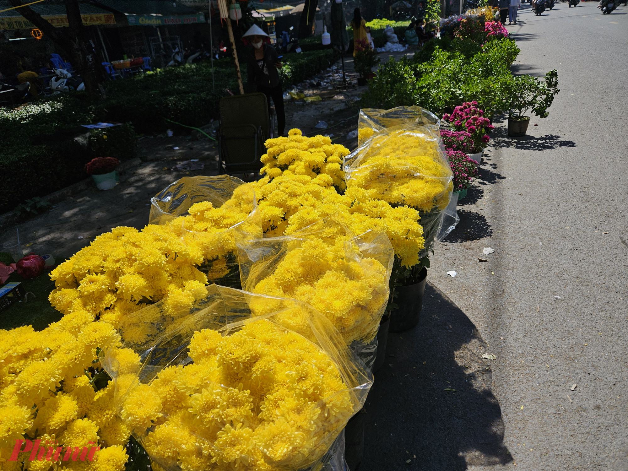 Các chậu cúc nhỏ được bán phổ biến khoảng 100.000 đồng/chậu. 