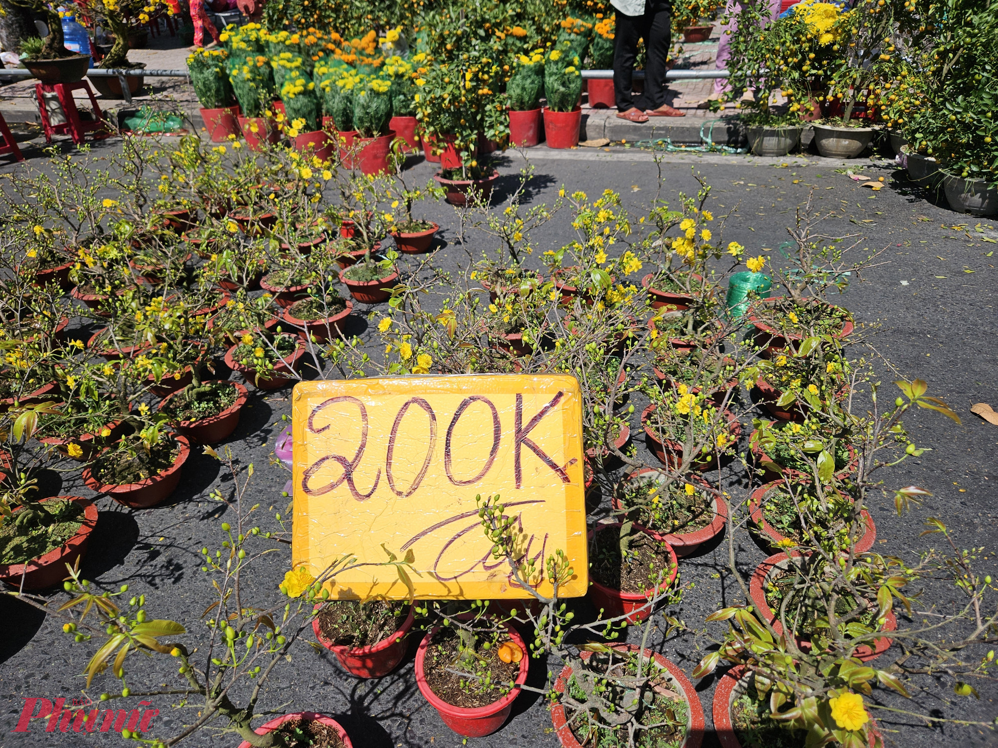 Các chậu mai loại nhỏ, nụ nhiều, phù hợp chưng bàn hoặc không gian hẹp được người dân tranh thủ mua nhanh khi giá hạ sâu. Nhiều chậu mai loại nhỏ được tiểu thương đại hạ giá chỉ còn 200.000 đồng - đây là mức giảm đáng kể so với mấy ngày trước.