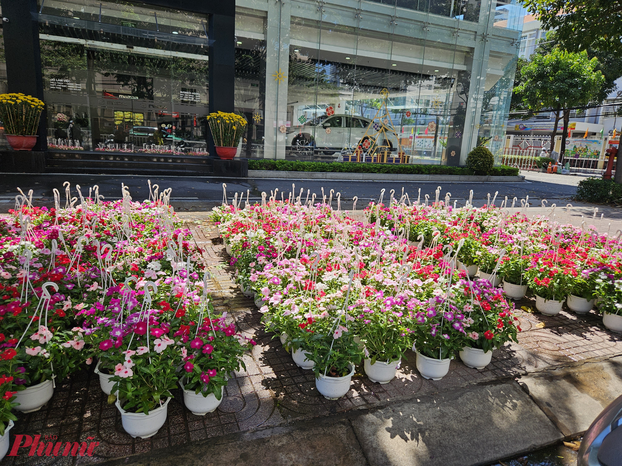 Những chậu hoa dừa cạn nhiều màu được bày kín vỉa hè tại điểm bán hoa kiểng trưa 29 tết. Hoa có tông hồng, đỏ, trắng xen lẫn, nở dày và đều, phù hợp chưng trước cửa nhà hoặc ban công. Mức giá phổ biến khoảng 50.000 đồng/chậu