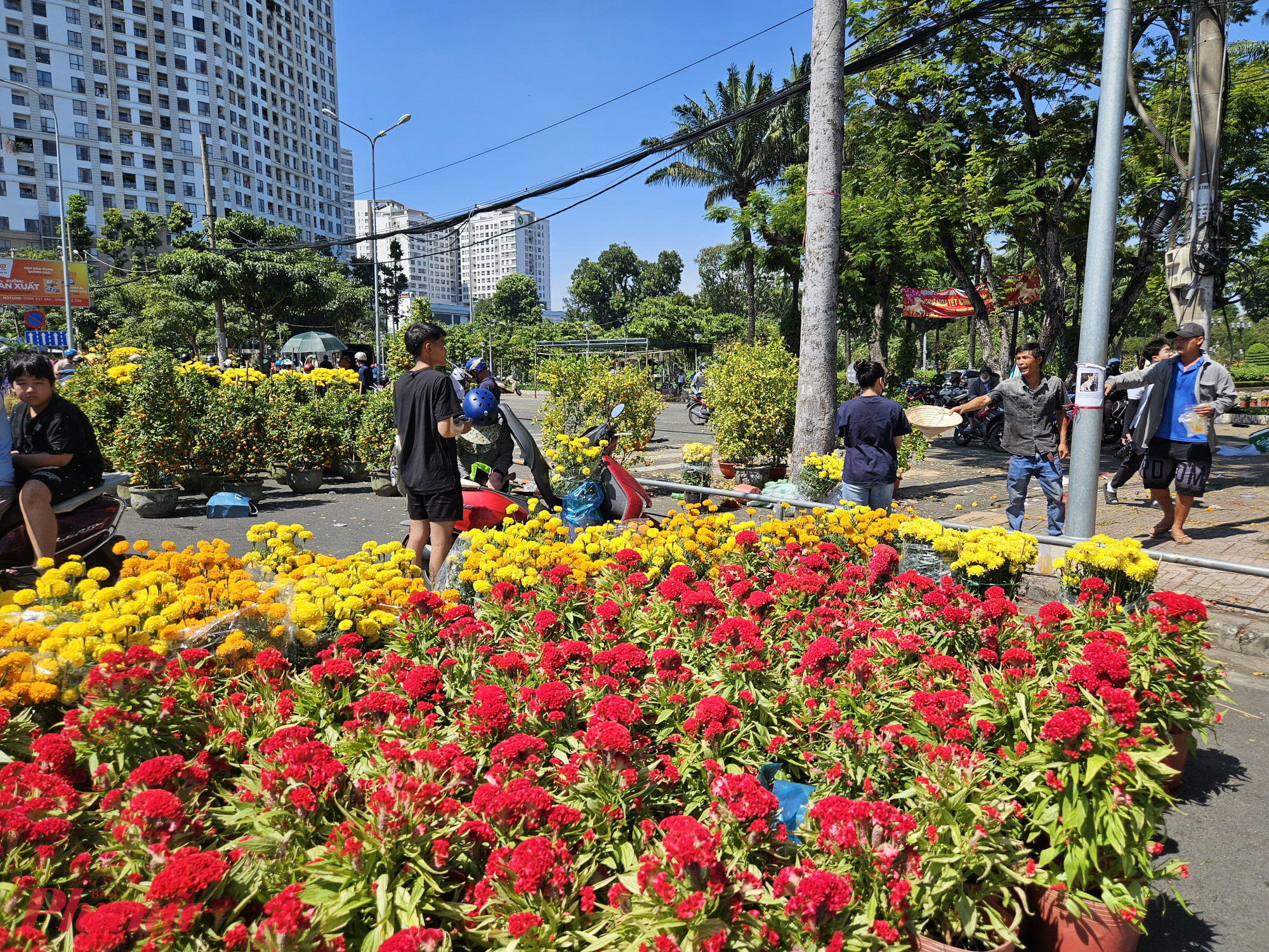 Nhiều chậu mào gà đỏ rực được tiểu thương bán xả hàng với giá 100.000 - 150.000 đồng/cặp.