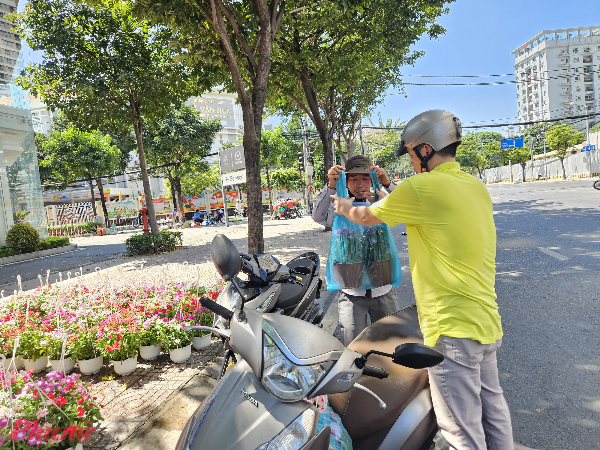 Do giá bình dân, lại có màu sắc rực rỡ nên nhiều người mua liền 4 chậu để chưng