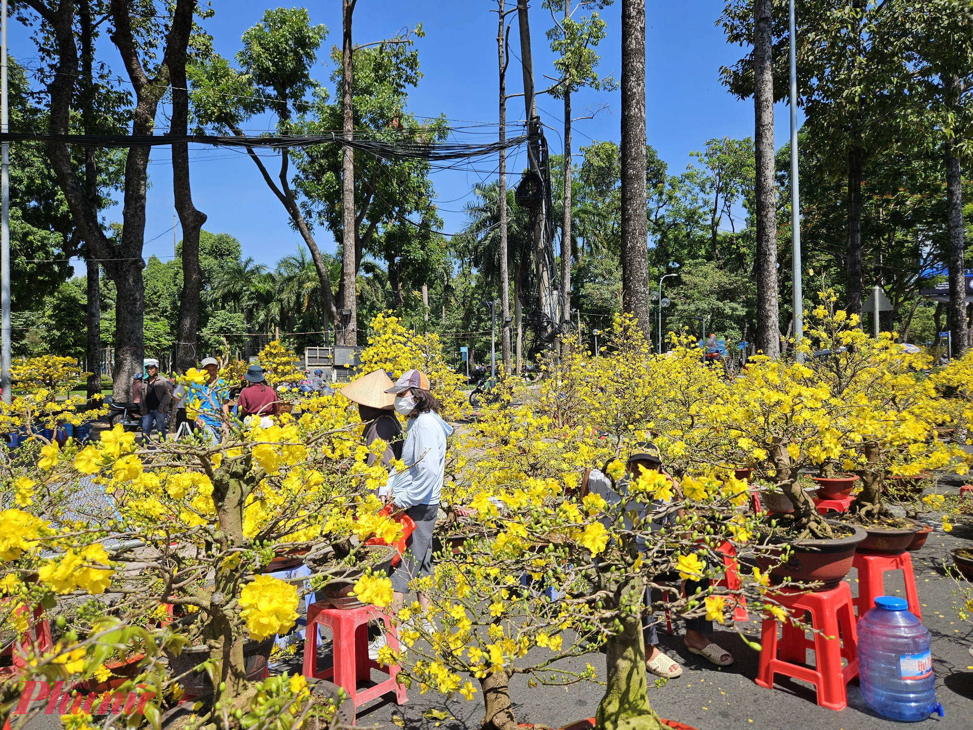 Theo các tiểu thương, sáng nay lượng khách tăng khoảng 20 - 30%, nhất là với các loại hoa truyền thống như mai và cúc vàng – biểu tượng cho may mắn, sung túc trong năm mới. 