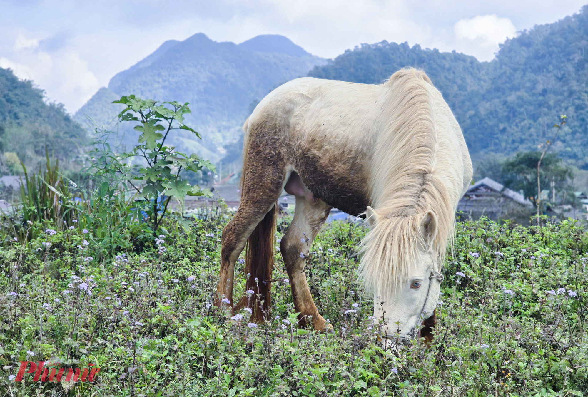 Giống ngựa bản địa Kỳ Sơn nhỏ con nhưng được đánh giá dẻo dai, quen đường rừng