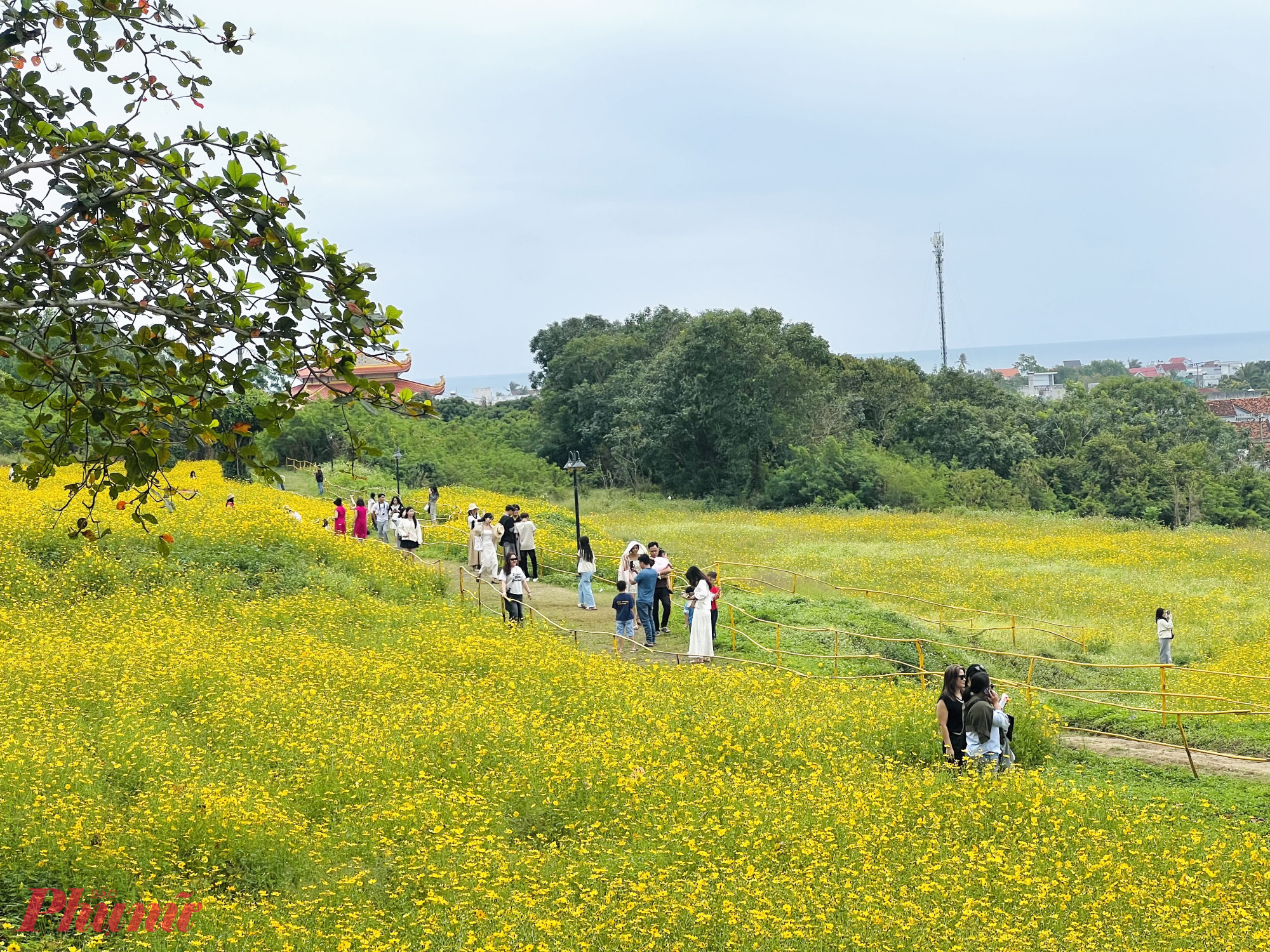 Dưới ánh nắng vàng nhẹ nhàng của dịp đầu năm, từng cánh hoa bươm bướm 
